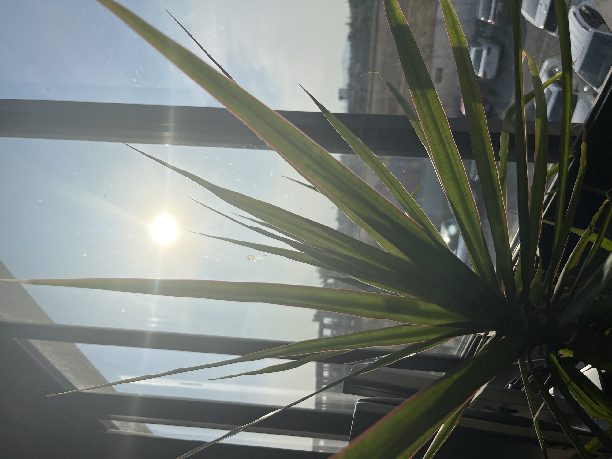 A low-angle shot shows the sharp, linear green leaves of a plant with red edges against a bright, sunlit window. The sun is visible through the glass, along with reflections of what appear to be other buildings and parked cars. The plant is positioned indoors, likely on a window sill, with a dark frame of the window visible. The location cannot be identified, except that it is possibly a high-rise in an urban environment, judging by the exterior view from the window.