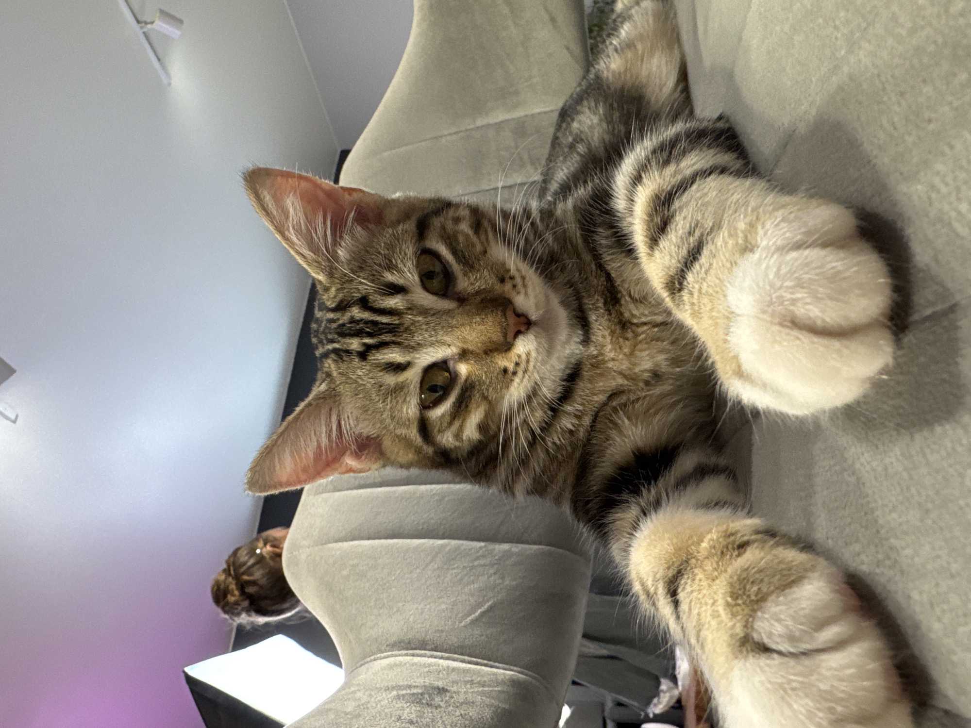 A tabby cat is lying on a gray couch, with its front paws extended towards the camera. The cat is looking directly at the camera with a neutral expression. In the background, a person with their hair in a bun is visible, facing away from the camera. The environment appears to be indoors, with a pinkish light source on the left and a white track light on the ceiling. The image is taken from a low angle, making the cat the primary subject. There is no specific information about the location in the city of Yeysk, Russia.