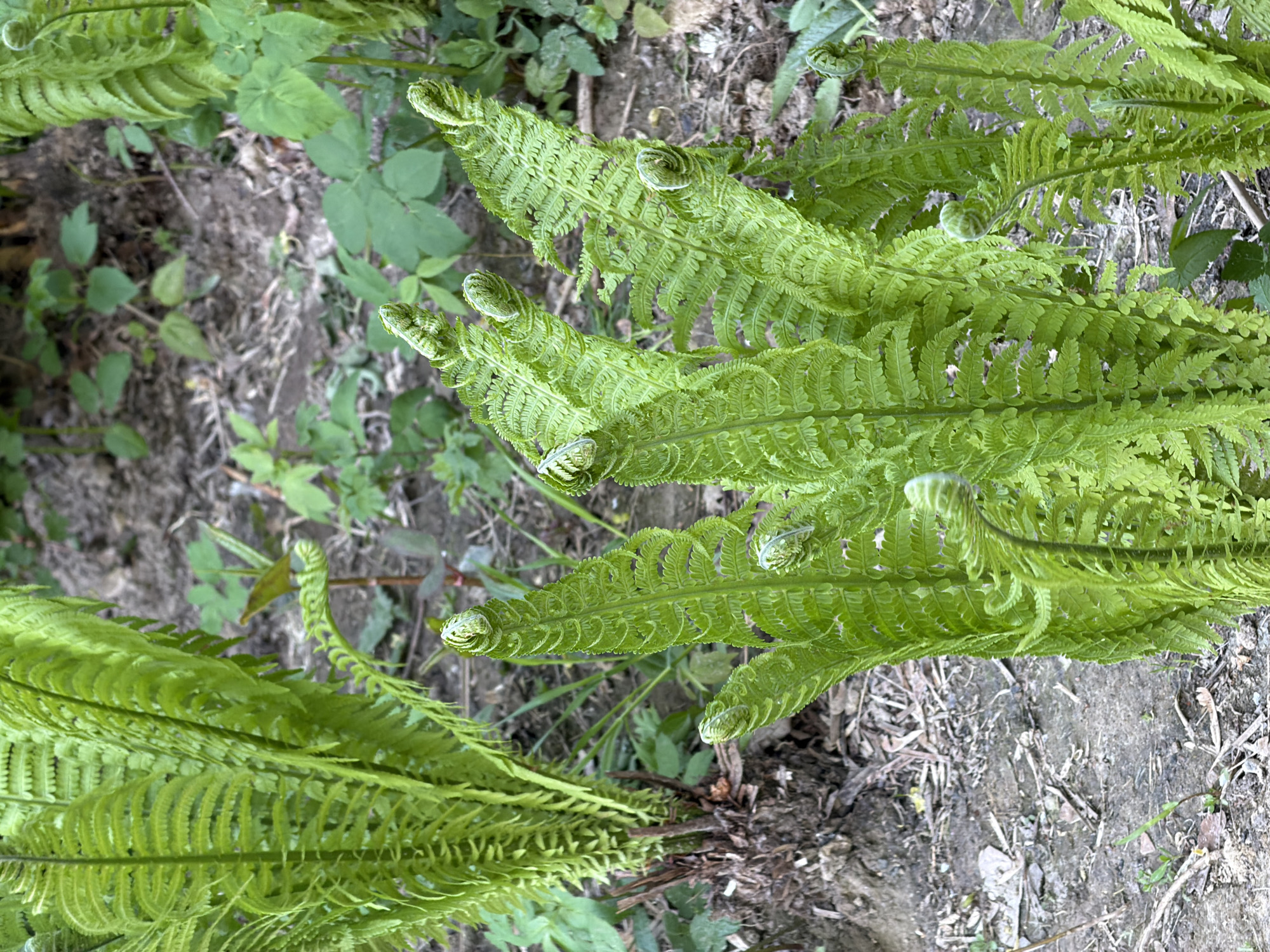 The image features a close-up view of several ferns growing in soil. The ferns are bright green and have curled tips, indicating they are young shoots. The soil appears dark and somewhat compacted, with some small green plants and debris scattered around the base of the ferns. The environment is generally shaded, and the composition focuses on the textures and patterns of the ferns and the surrounding soil. The image does not show any people or any identifying elements related to the city of Tokkari, Russia.