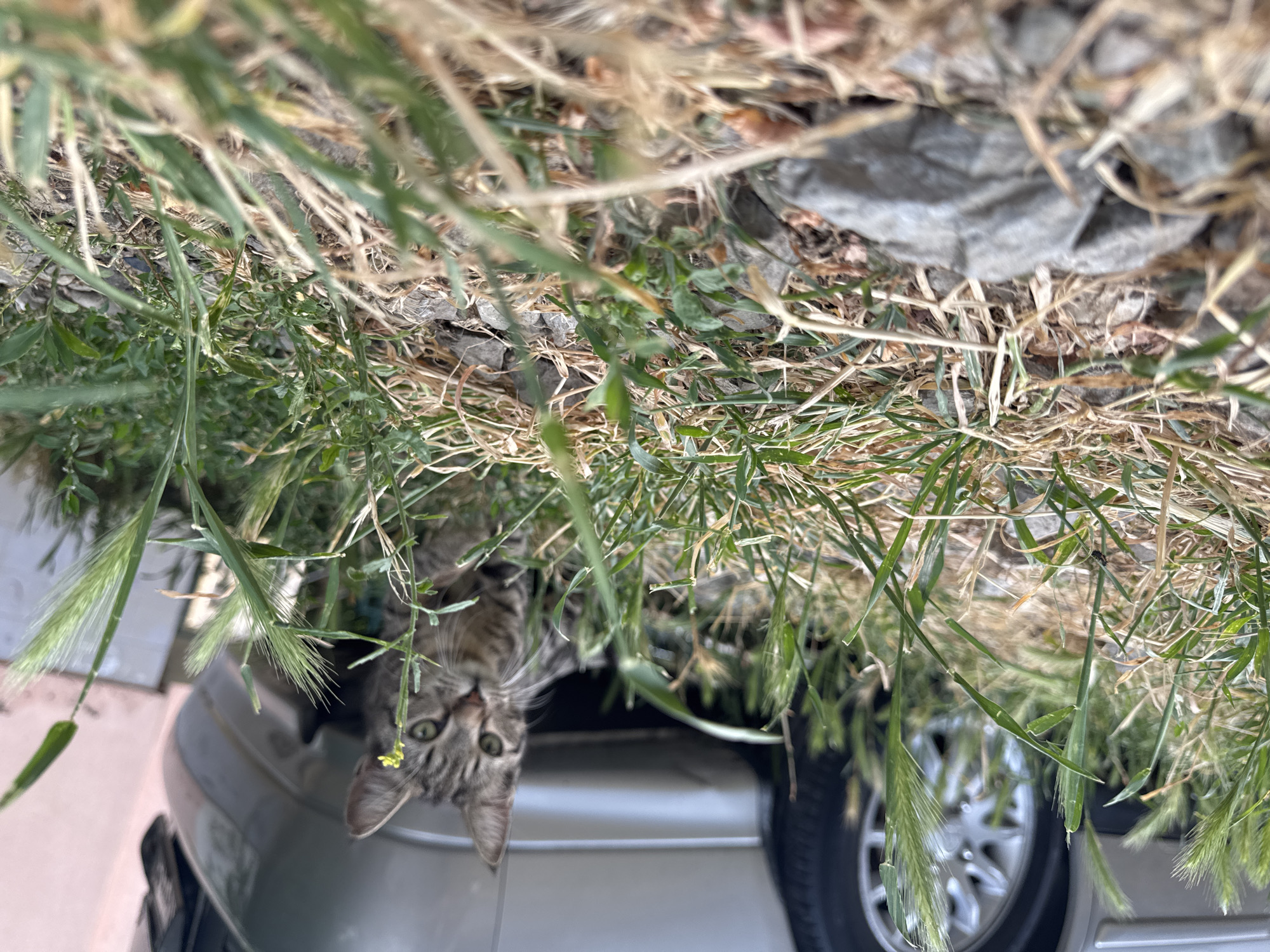This is an upside-down, close-up, eye-level shot of a tabby cat peeking out from behind tall grass and weeds. The cat's face is the primary subject, with its green eyes looking directly at the camera. Its fur is a mix of brown, black, and grey stripes. The cat appears to be resting on or near a silver car, with a wheel visible in the background. The setting is outdoors, with dry grass, green vegetation, and some rocks or dirt visible. The lighting suggests it is daytime, with bright light illuminating the scene. The focus is shallow, with the grass in the foreground being more prominent than the car or the distant background. The image evokes a sense of curiosity and playfulness, as the cat is partially hidden and appears to be observing its surroundings. There is no visible text in the image. Given the location context of Sochi, Russia, the scene could be a backyard, a park, or a roadside.
