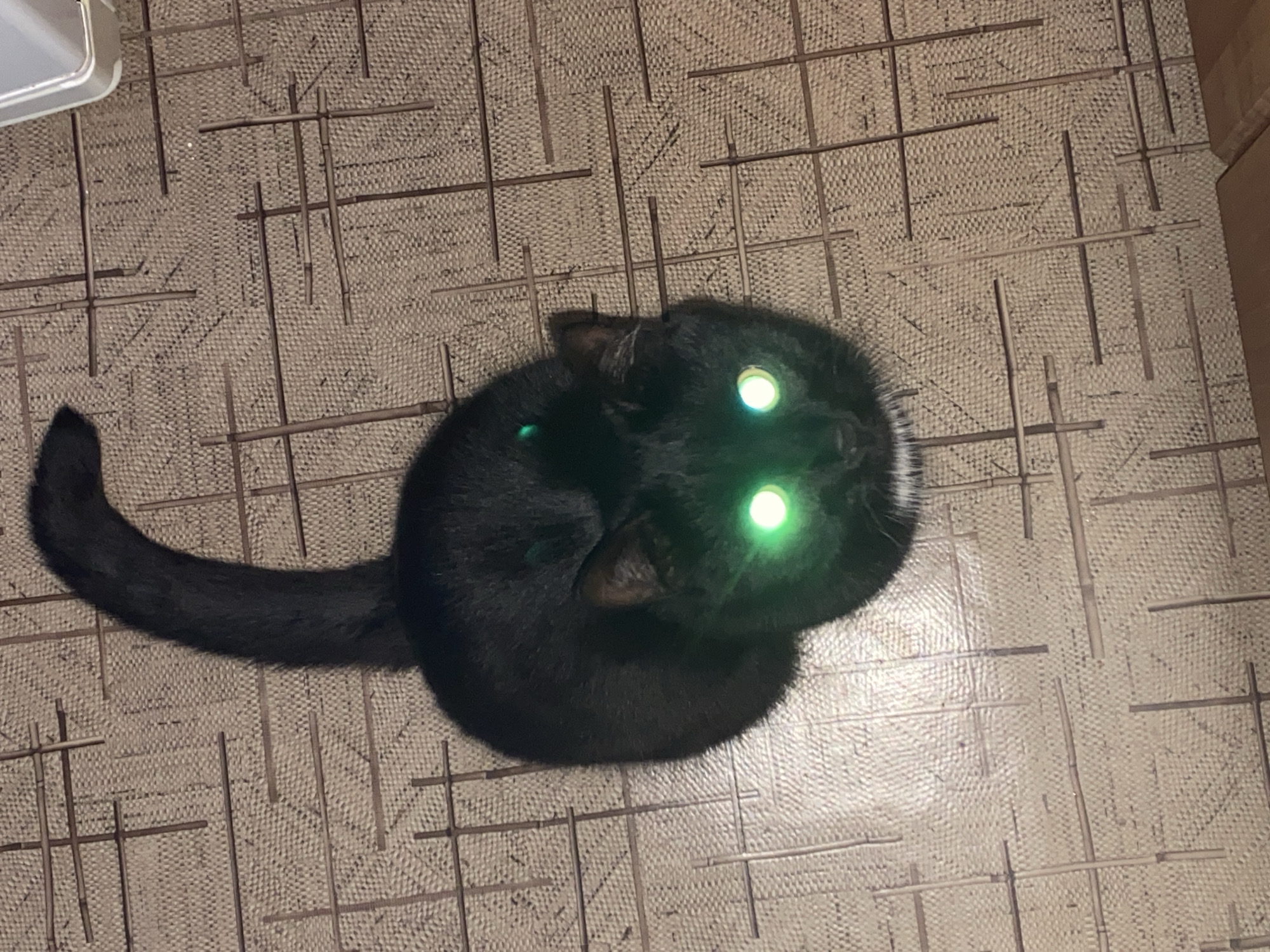A black cat with green eyes is sitting on a patterned floor. The floor is beige with a grid pattern of brown lines. The cat is curled up with its tail extending to the left. A partial view of a white object is visible in the upper left corner, and a brown wall is visible on the right side. The image does not contain enough information to determine the location in Chaikovsky, Russia.
