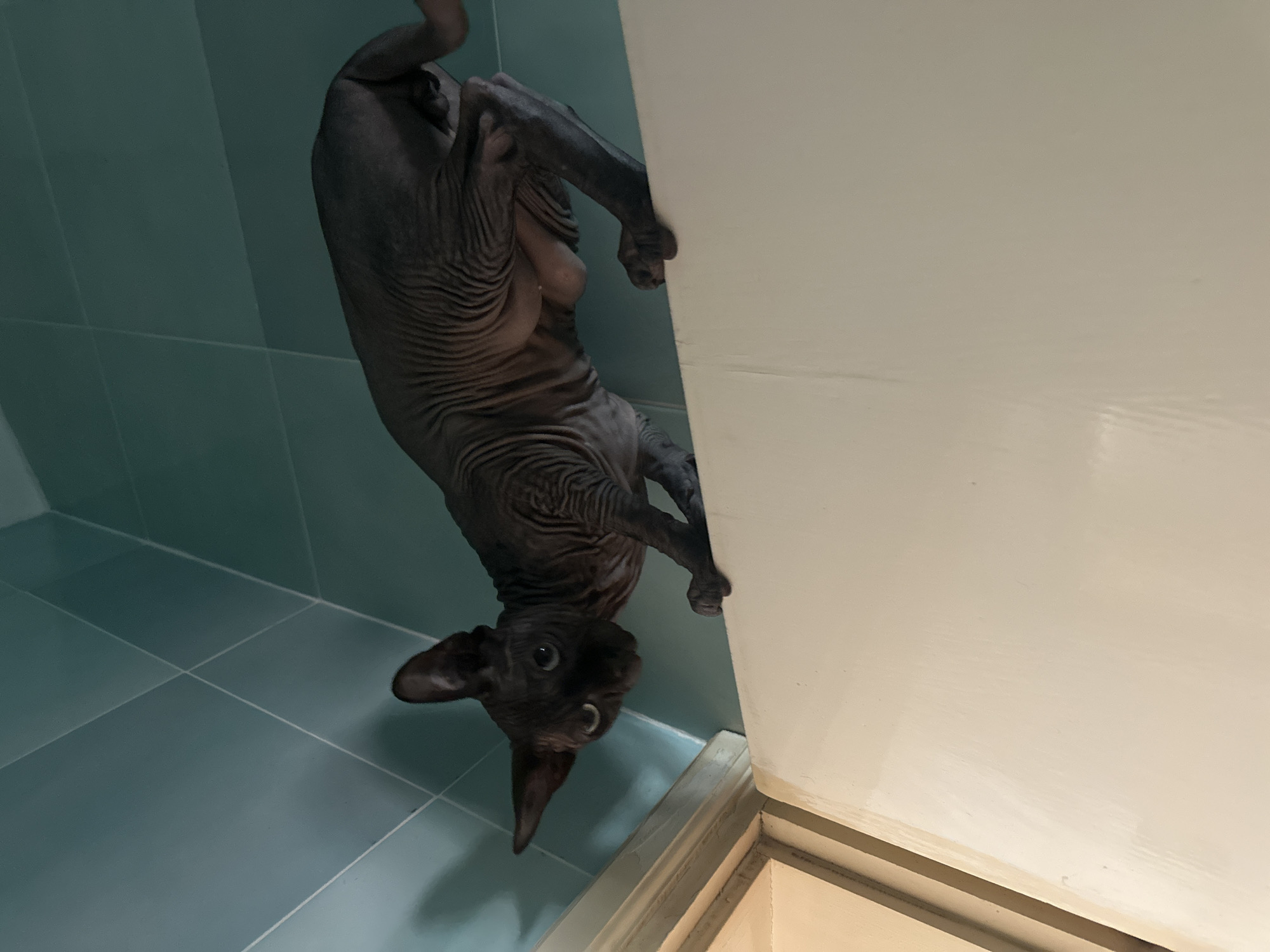 An indoor, eye-level photograph captures a dark grey Sphynx cat hanging upside down between two surfaces in what appears to be a bathroom or utility area in Budva, Montenegro. The hairless cat, with its characteristically wrinkled skin and prominent ears, grips a plain, light-colored (white or cream) vertical wall with its front paws, while its back and hind legs are pressed against a teal or turquoise tiled wall. The cat's large, light blue or grey eyes are wide open, looking directly at the camera with an expression of curiosity and playful attention.
The perspective of the photo is from below, looking up at the suspended feline. The tiled wall features visible grout lines, suggesting standard square tiles. A narrow, dark wooden or metal trim is visible along the bottom edge where the light-colored wall meets the floor or another surface. The lighting is bright and even, indicating either ample natural light or strong artificial illumination. There is no visible text in the image.