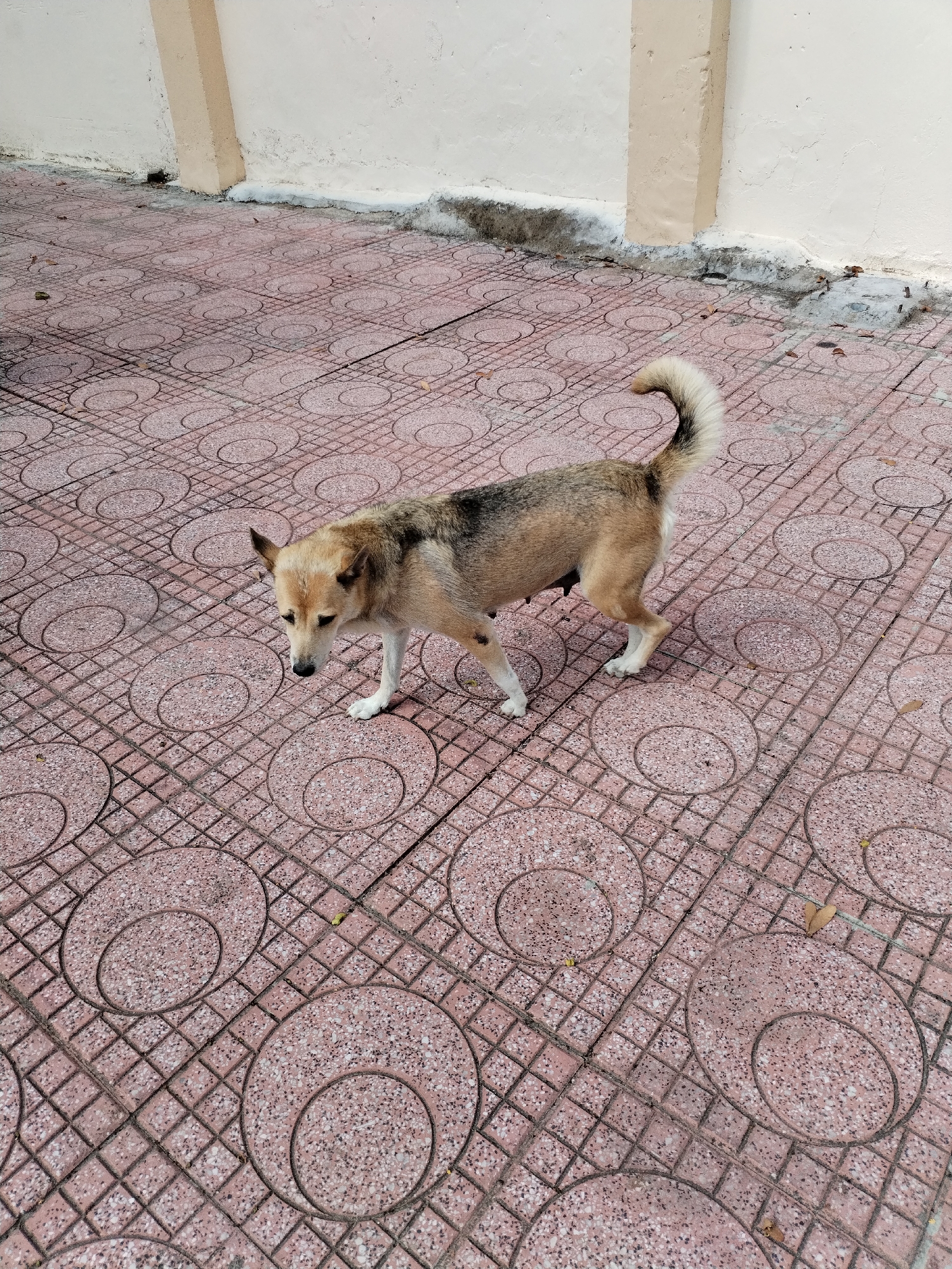 A medium-sized dog with light brown, dark brown, and white fur stands on a distinctive red and pinkish-brown paved surface. The dog's paws are white, and it has a bushy, curled tail. Its head is lowered, and it appears to be looking at something on the ground, indicating curiosity or attentiveness. Visible mammary glands suggest it may be a mother or has recently given birth. The pavement features a repeating pattern of a grid with large, embedded circular designs. In the background, there is a light-colored wall and a vertical pillar. Scattered dry leaves are present on the ground. The image is taken during the daytime under bright conditions. No visible text is present. The setting is in Nam Nha Trang Ward, Vietnam.