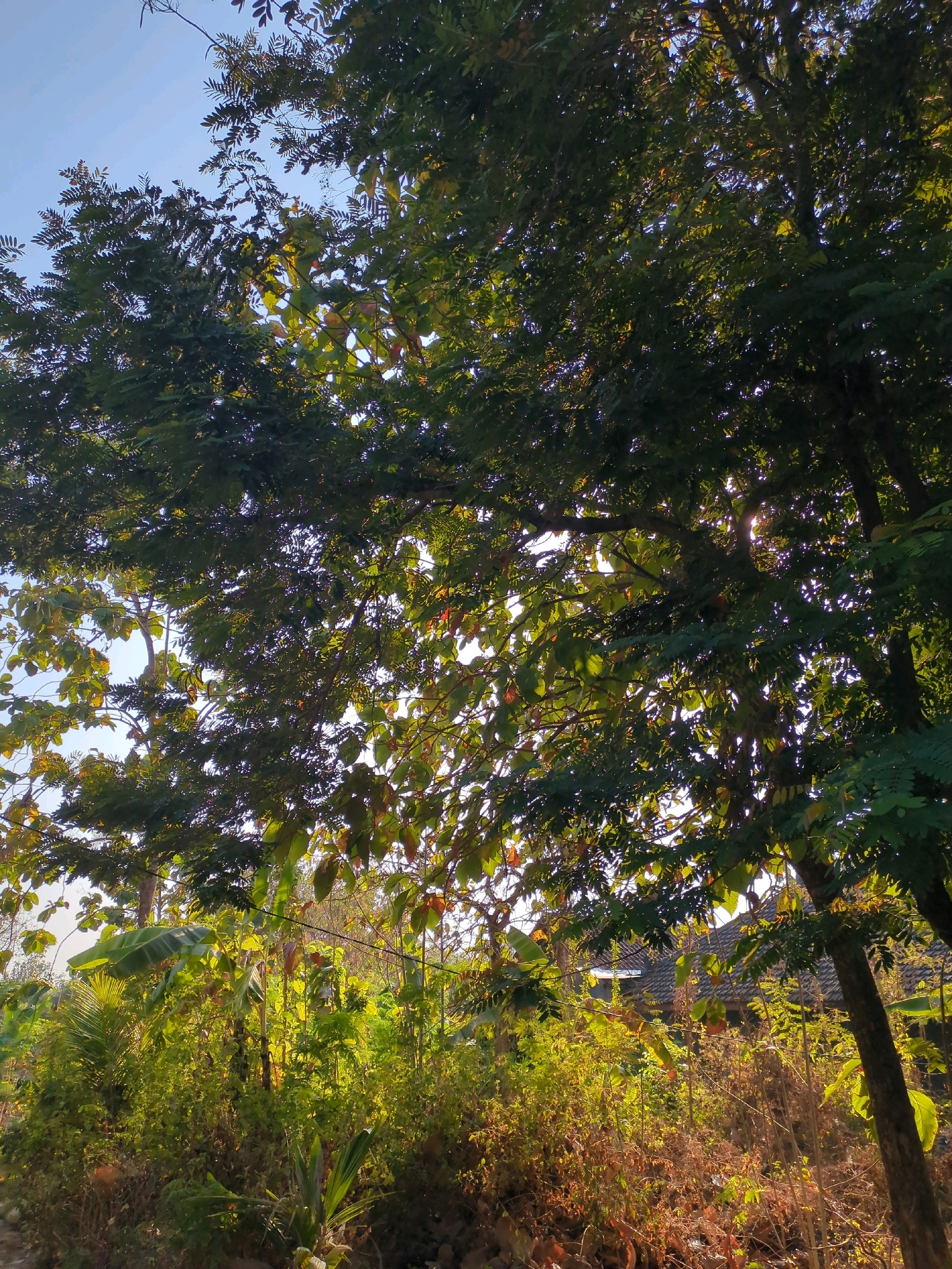 This image, taken in Sindon, Indonesia, captures a sun-dappled scene of lush vegetation and trees. Sunlight filters through the dense foliage of a large tree in the foreground, casting dappled light on the undergrowth. The undergrowth itself is a mix of green plants, some with broad leaves like banana plants, and dry, brown grasses and twigs. In the background, a tiled roof of a building is partially visible through the trees and foliage, suggesting a rural or semi-rural setting. The sky above is a clear blue. There are no people or animals visible in the image, and no discernible actions or interactions are taking place. The scene appears to be a natural landscape with hints of human habitation.