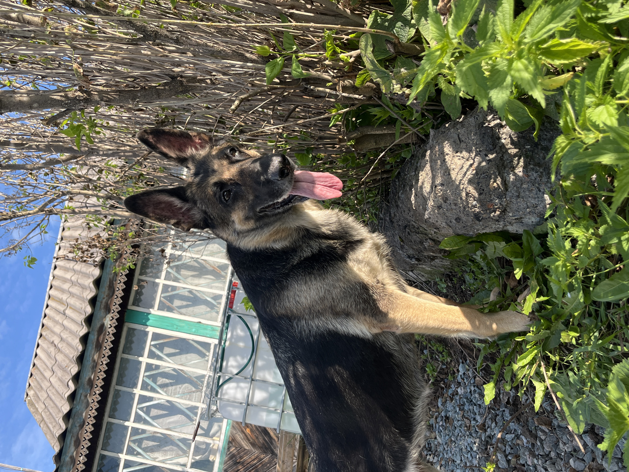 A German Shepherd dog stands in the foreground of the image, with its head and torso visible. The dog is panting with its tongue out, and its ears are perked up. Behind the dog, there is a weathered wooden building with a corrugated roof and several windows. The building appears to be in a state of disrepair. To the right of the building, there is a dense bush of branches and leaves. The ground in front of the dog is covered with gravel and small stones, with some patches of green grass and weeds. The sky is clear and blue, with a few wispy clouds. The image appears to have been taken in a rural or semi-rural setting, possibly in a backyard or garden. The specific location in the city of Nizhny Tagil, Russia, cannot be determined from the image alone.