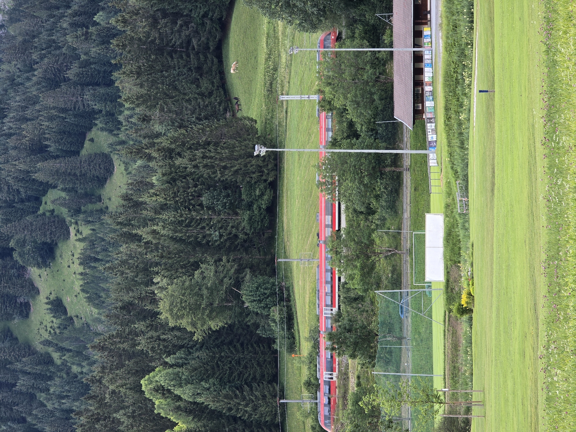 The image depicts a scenic view in the vicinity of Ehrwald, Austria. In the midground, a red passenger train travels along tracks that run parallel to a green, hilly landscape. The landscape is dotted with evergreen trees, creating a dense forest that extends up a mountainside in the background. Two horses are visible grazing on the grassy slope. In the foreground, a well-maintained grassy field, possibly a sports field, is present, with some signage and a small building visible on the right side of the image. The overall scene is characterized by a blend of natural beauty and infrastructure, showcasing a typical alpine environment.