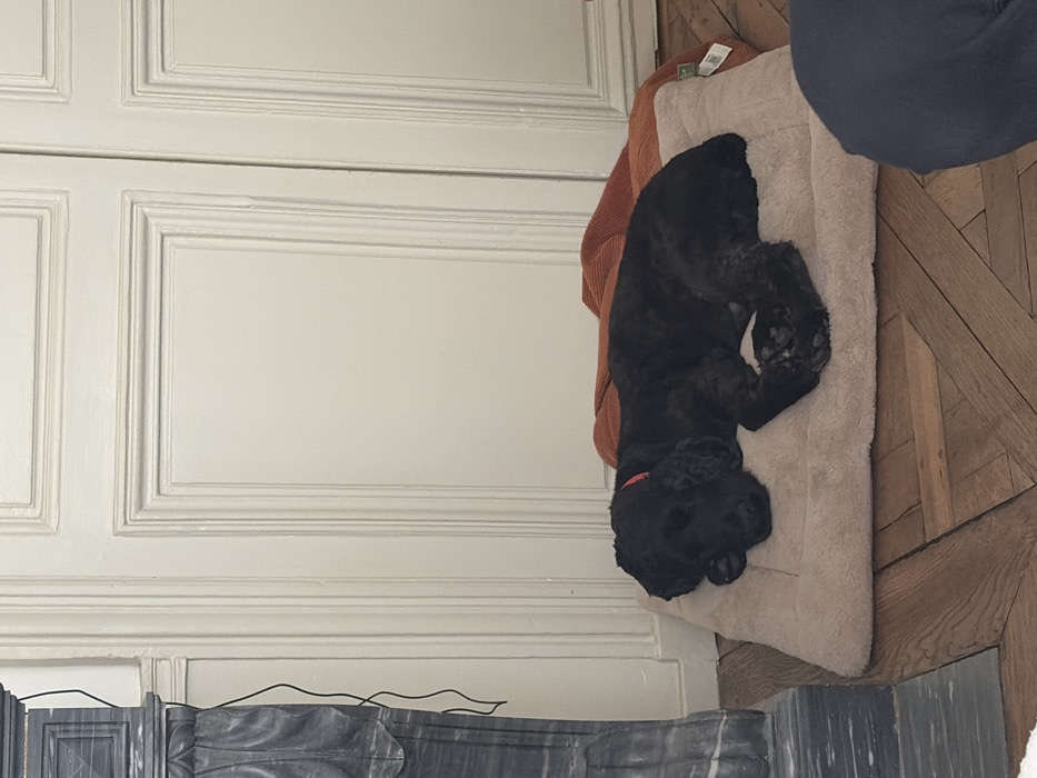 The image captures an indoor scene in a residence located in Paris, France, identifiable by its classic Haussmannian architectural elements. The primary subject is a black, curly-haired dog wearing a thin red collar, observed sleeping peacefully on its side on a rectangular, light beige plush dog bed. Behind the dog bed lies an orange-brown, textured blanket. To the far left, a section of a dark gray marble fireplace mantel, featuring carved details and a descending black wire, is visible. The floor is a polished wooden herringbone parquet. The background consists of light-colored walls adorned with classic paneled detailing, indicative of typical Parisian interiors. A dark blue garment is partially visible in the bottom right foreground.