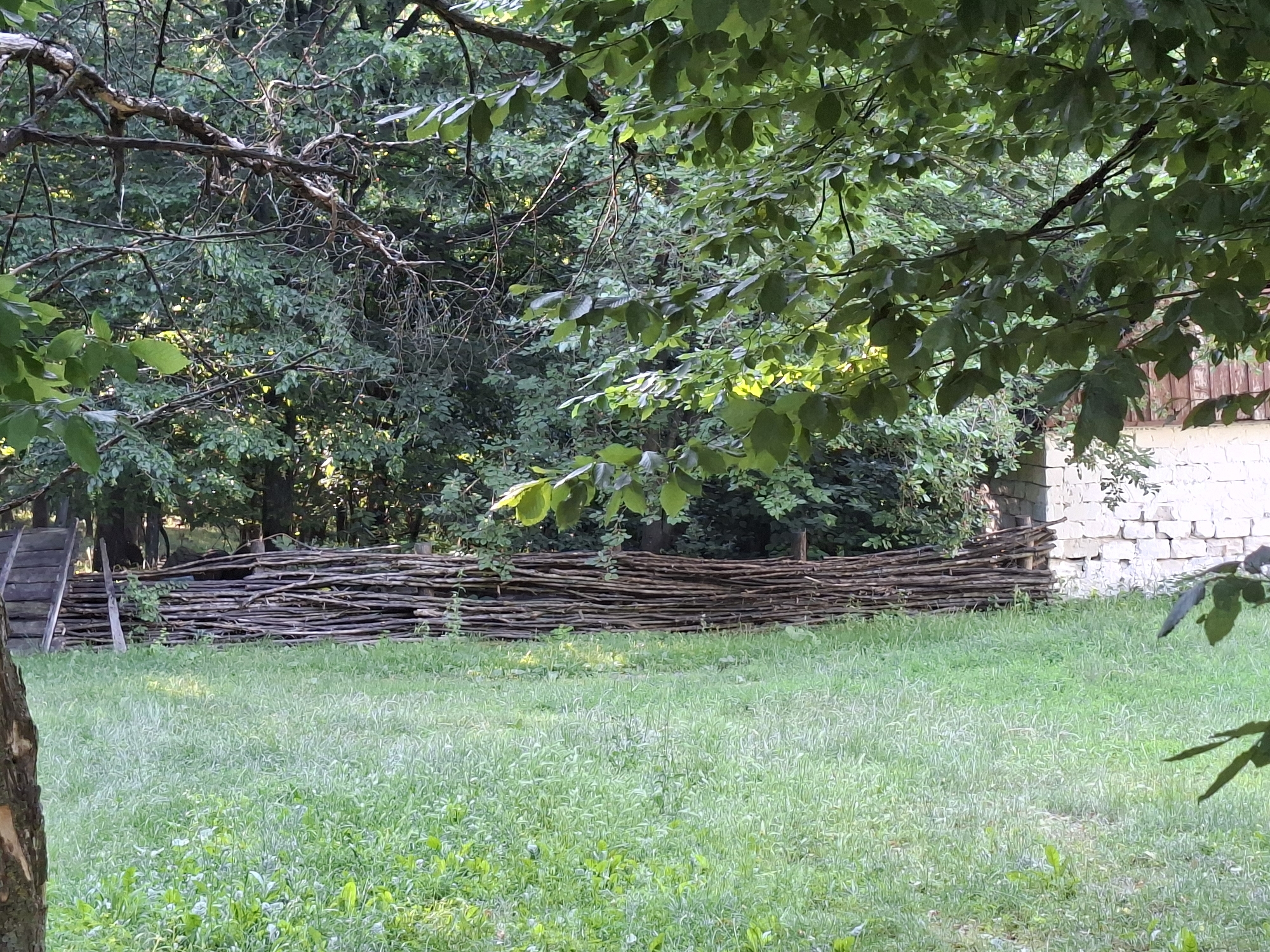 The image shows a rustic scene with a woven fence made of branches stretching horizontally across the middle ground. Behind the fence, a dense forest of green trees fills the background, with a hint of a wooden structure with a red-tiled roof visible on the right side. In front of the fence, a grassy field with patches of clover and other low-lying green plants occupies the foreground and extends to the bottom of the frame. A section of a rough wooden structure, possibly a ramp or stairs, is visible on the far left, leaning against the fence. The light suggests it is either early morning or late afternoon, casting dappled shadows across the scene. The location is identified as the city of Lozova, Moldova. There are no people or animals visible in the image.