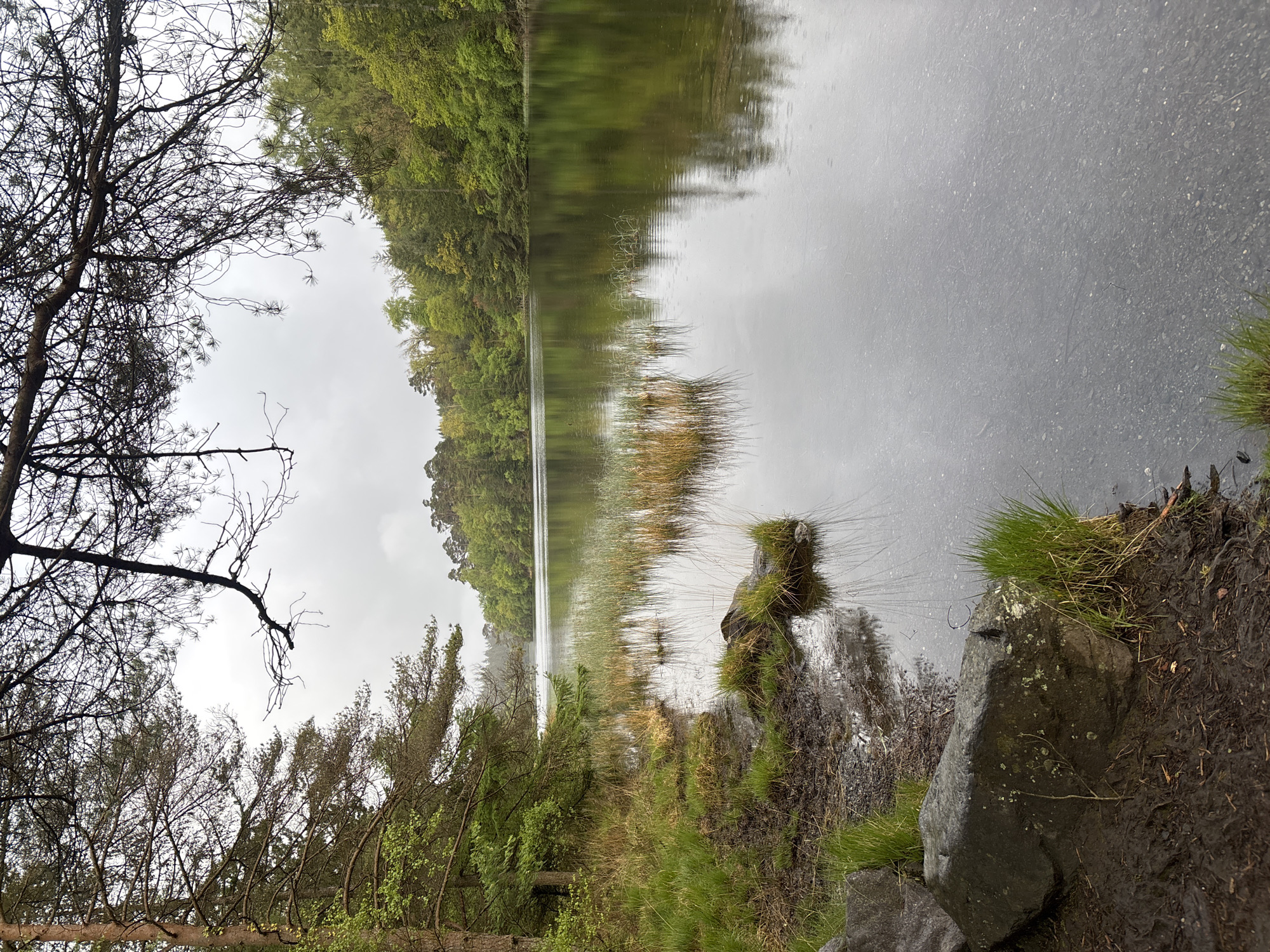 This landscape photograph, taken in or near Llanrwst, United Kingdom, depicts a calm body of water, likely a lake or pond, surrounded by dense woodland. The water's surface reflects the overcast sky and the vegetation along the opposite bank. On the left side of the image, the bare branches of a deciduous tree reach into the sky. The foreground features a rocky shoreline with grasses and exposed soil. No people are visible in the scene. The overall mood is tranquil and slightly somber due to the muted colors and cloudy conditions.