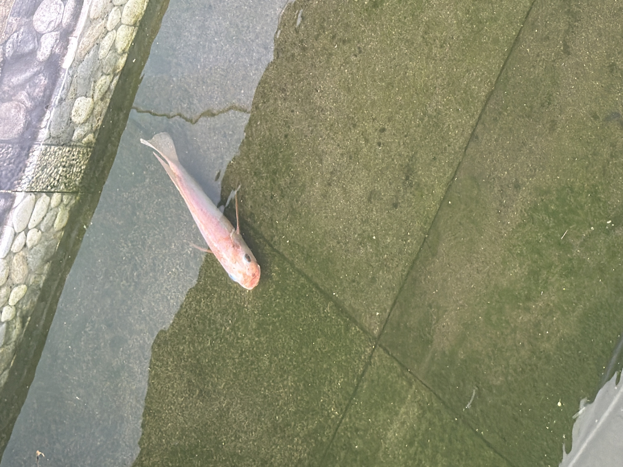 A single, pink fish lies on its side in shallow water, near a stone edge. The water covers an area of green tiles. The fish's tail is visible, as are its gills. The location is likely a pond or other water feature. The location in the city of South Jakarta, Indonesia is unspecified.