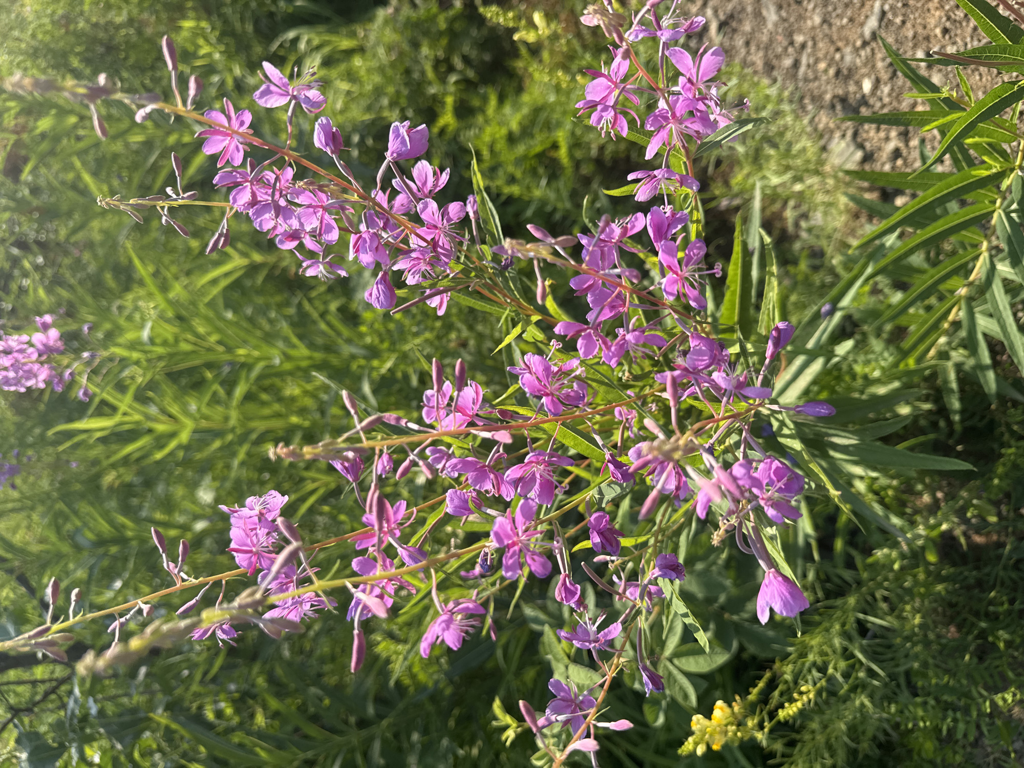A close-up, eye-level, natural light outdoor photograph captures a cluster of vibrant purple fireweed flowers in bloom. The flowers, with delicate petals and slender stems, are the primary subject, occupying the center and right portions of the frame. Behind the prominent flower stalks, lush green foliage creates a blurred background. To the left, a small cluster of yellow flowers peeks out from the greenery. The ground is visible in the lower right, appearing to be a dirt path with small pebbles. The scene suggests a natural setting, potentially a park or roadside verge, consistent with areas found in Bratsk, Russia. No people or animals are present in the image. The lighting indicates it is daytime, with the sun casting highlights on the petals and leaves.