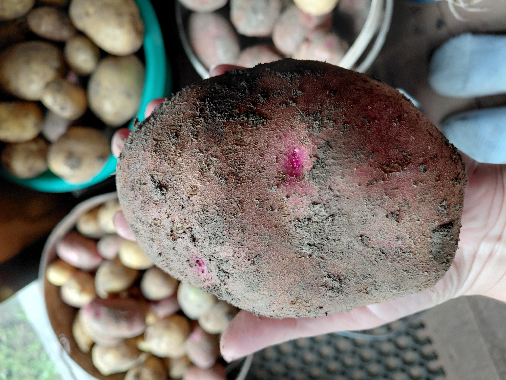 In Malinovka, Russia, a close-up shot captures a hand holding a large, dirt-covered potato. The potato has reddish-brown skin with visible pink blemishes and is partially obscured by dried soil. In the background, out of focus, are several baskets filled with similar potatoes, suggesting a harvest or a market setting. The overall environment appears to be outdoors, possibly near a window or doorway, as indicated by the natural light and a hint of greenery visible in the upper left corner. The lower portion of the image shows two light blue slipper-like shoes on the floor.