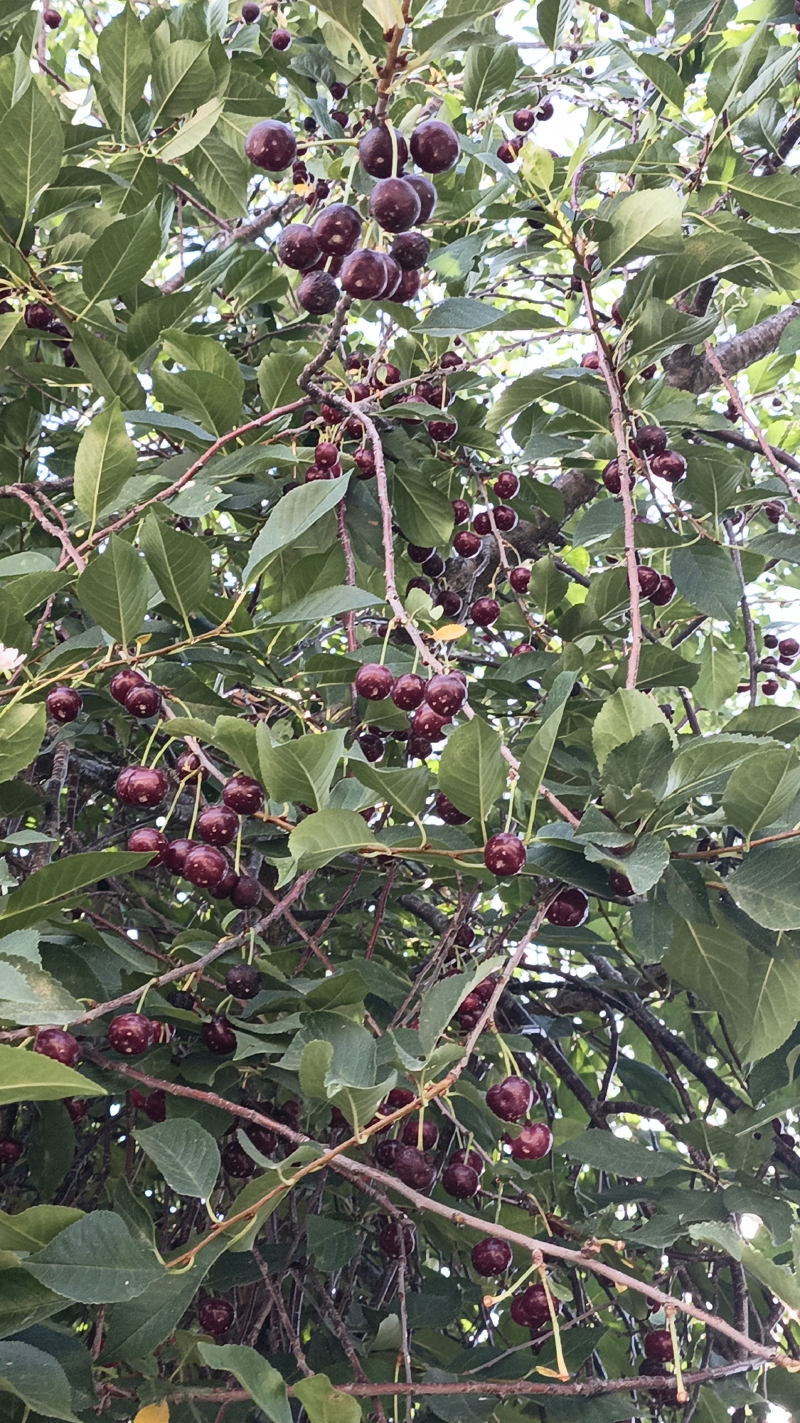 The image shows a close-up view of a cherry tree with ripe, dark red cherries hanging from its branches. The cherries are clustered together on thin stems, surrounded by green leaves. The branches of the tree are visible, with some appearing thicker and woody, while others are thinner and more flexible. The lighting suggests it is daytime, with some sunlight filtering through the leaves. The overall scene is natural and depicts a bountiful harvest of cherries. The location is specified as Нуъмон Розиқ, Tajikistan.