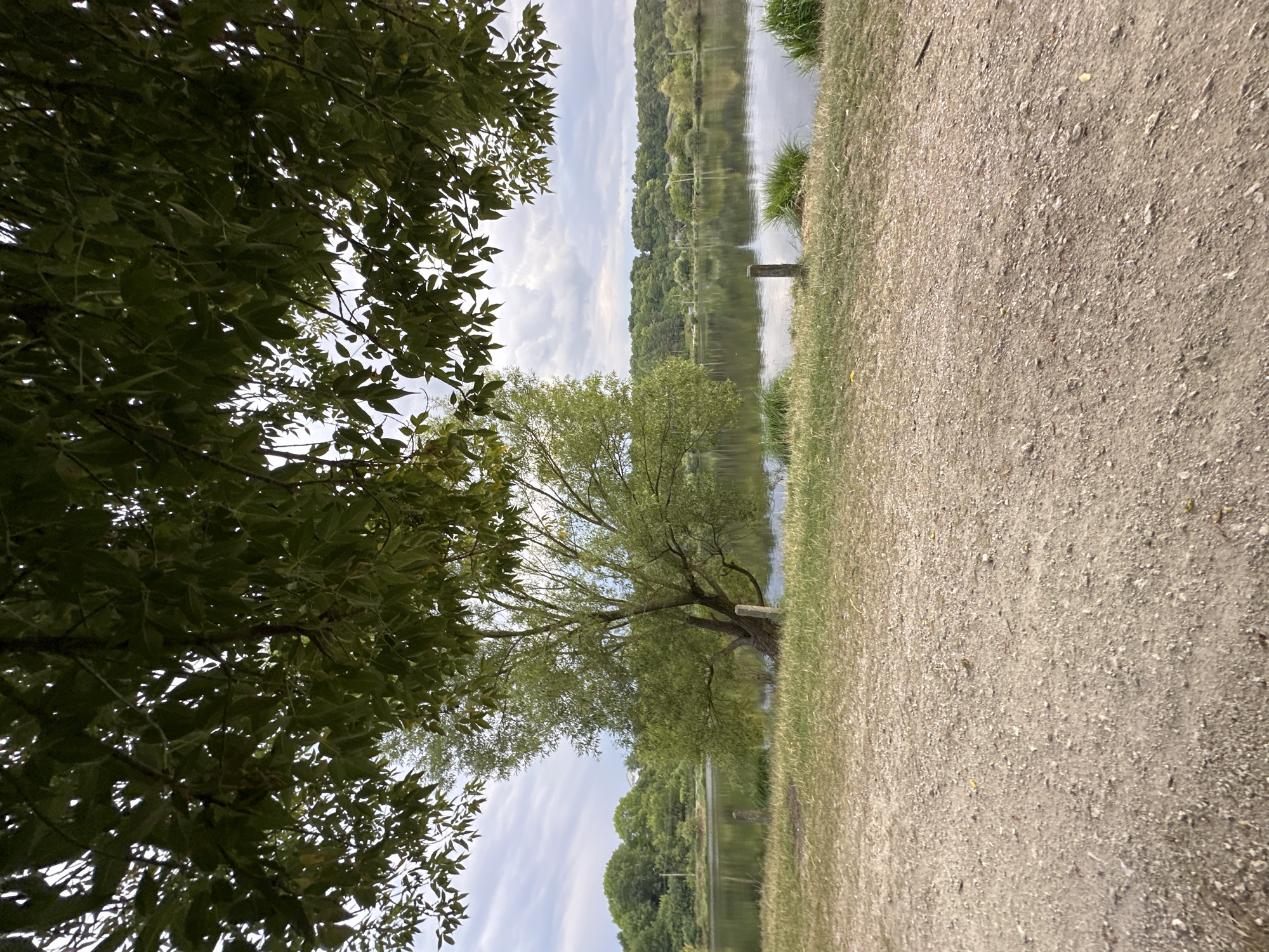 The image depicts a tranquil natural scene. In the foreground, a textured dirt and gravel path leads the eye towards a grassy bank. Beyond the bank, a calm body of water reflects the overcast sky and the lush green treeline that borders the opposite shore. A solitary, mature tree with a broad canopy stands near the water's edge, its trunk leaning slightly. In the background, a dense forest stretches across the horizon, interspersed with glimpses of scattered structures. The overall impression is one of peaceful seclusion within a rural environment. This scene is located in the vicinity of the village of Makiv, Ukraine.