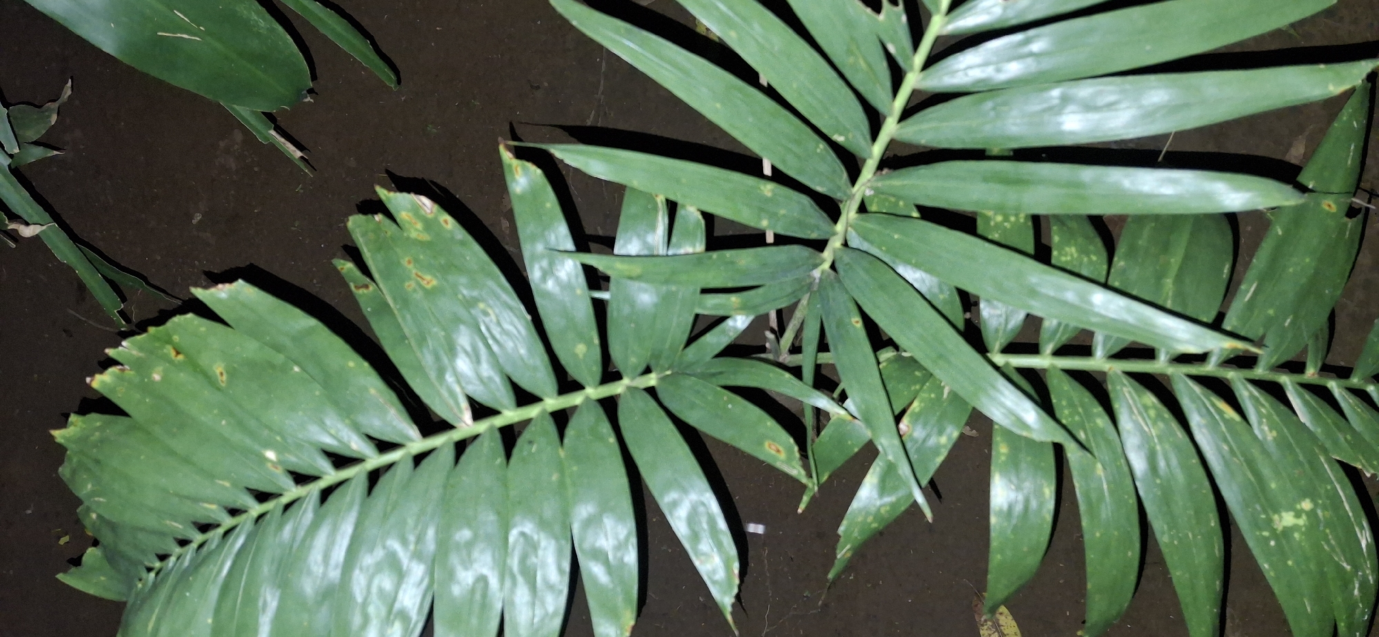The image shows a close-up view of two large, green, pinnate leaves of a plant resting on a dark, earthy surface, likely soil. The leaves are characterized by multiple, elongated leaflets arranged along a central stem. Some of the leaflets display small brown spots and lighter green or whitish patches, suggesting possible discoloration or variegation. The leaves appear to be healthy and vibrant green. The background is out of focus, but it suggests a natural environment with some dried organic matter visible on the ground. The lighting is dim, casting soft shadows. The scene is located in Vallecito, Venezuela.