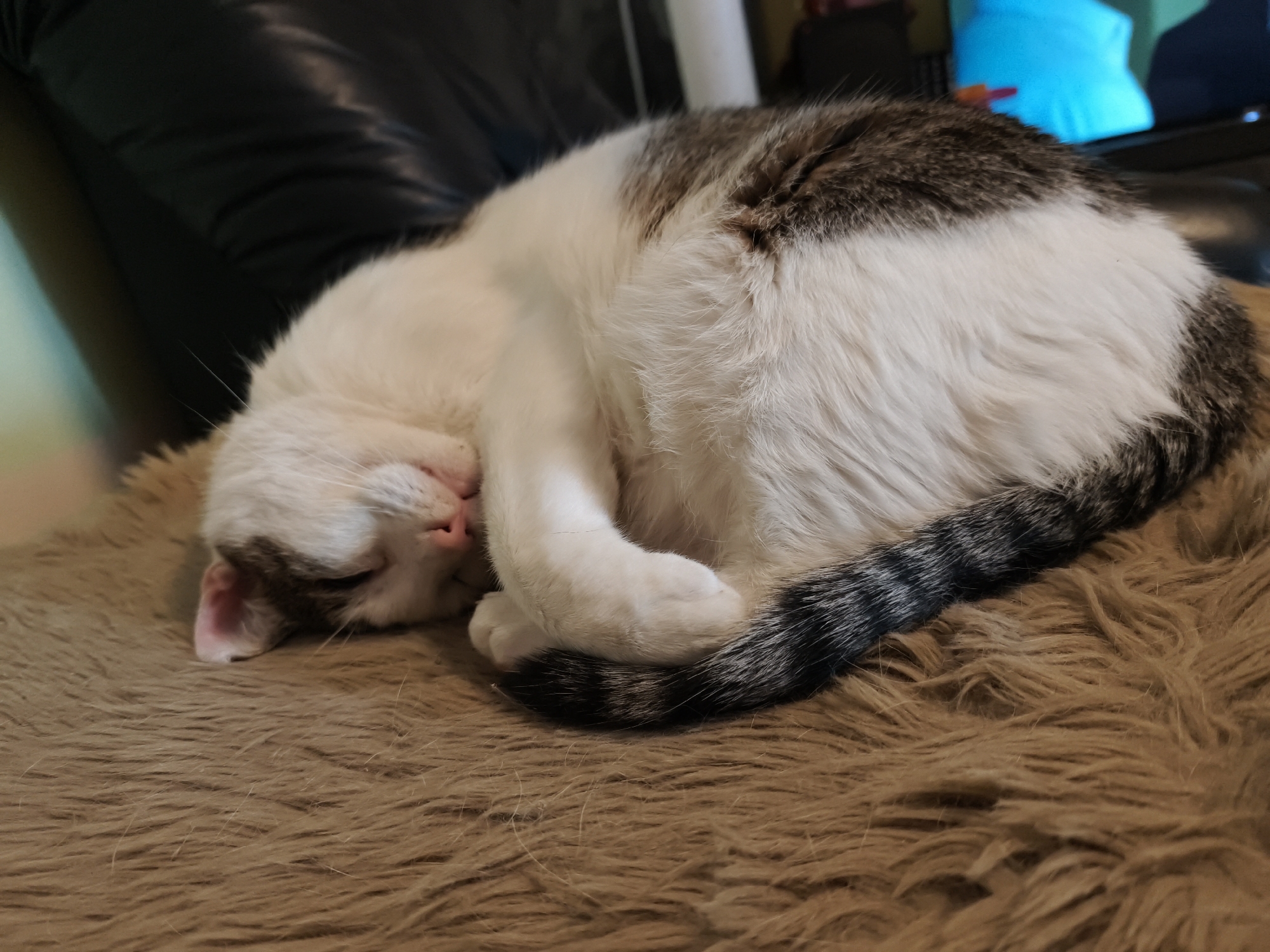 A domestic cat sleeps curled up on a furry brown blanket in what appears to be a home environment. The cat has white fur with brown and gray tabby markings on its back and tail. Its eyes are closed and its paws are tucked in. The background shows a dark leather chair and a television screen displaying a blue image. The overall scene is peaceful and shows a cat in a state of rest. There is no identifiable information to indicate this is in Calberlah, Germany.