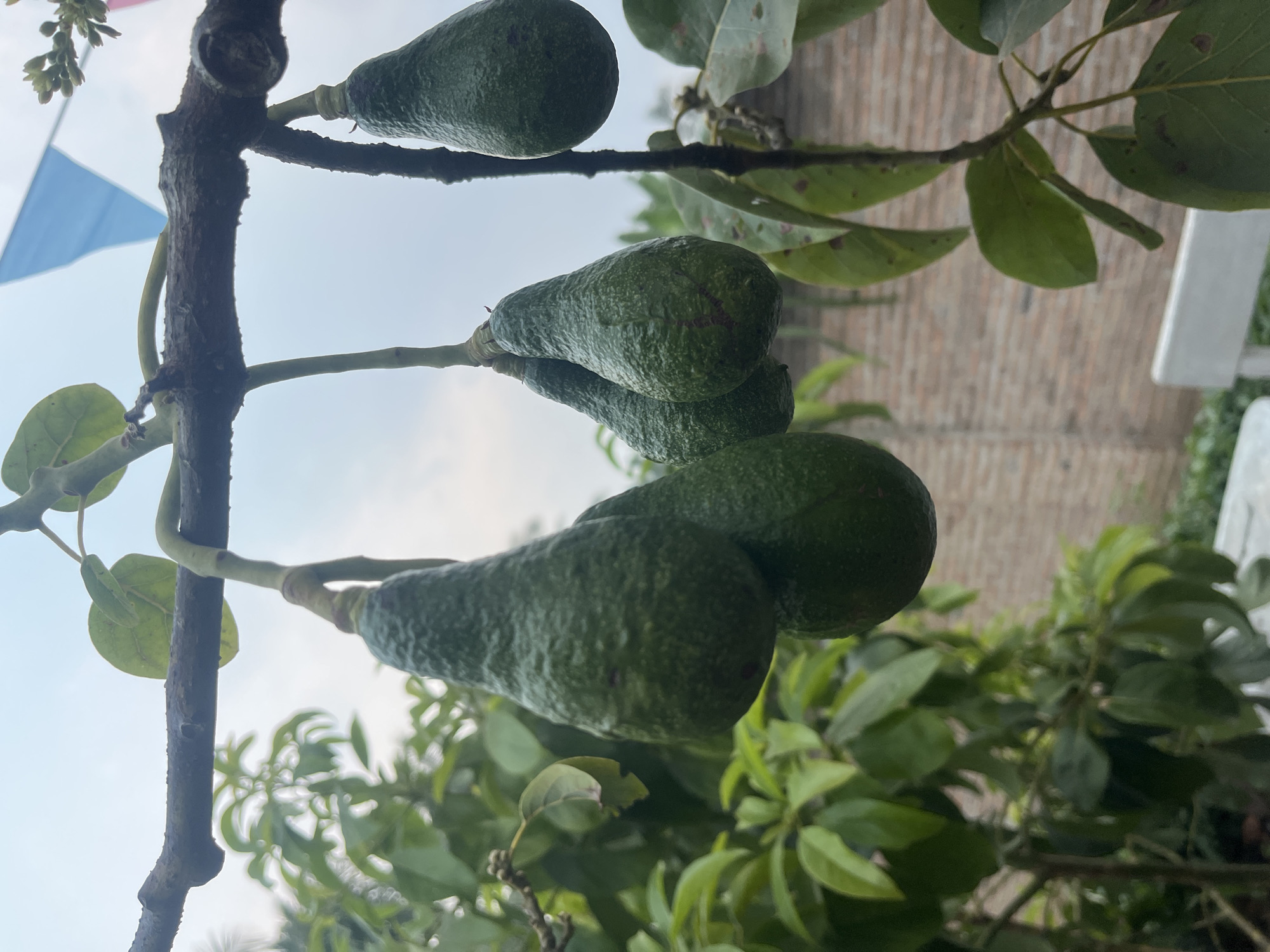 A close-up, outdoor, eye-level, horizontal shot captures a branch of an avocado tree laden with several ripe avocados. The avocados are dark green and pear-shaped, with textured skin. Two avocados hang together on the left, and two more hang slightly further to the right. A single avocado is also visible to the far right, with another partially obscured on the far left. The tree's branches are dark and rough, with green leaves in various stages of maturity scattered around the fruit. In the background, a blurred brick wall is visible, and a pale blue and pink triangular flag flutters against a light sky. The scene appears to be set in Margodadi, Indonesia.