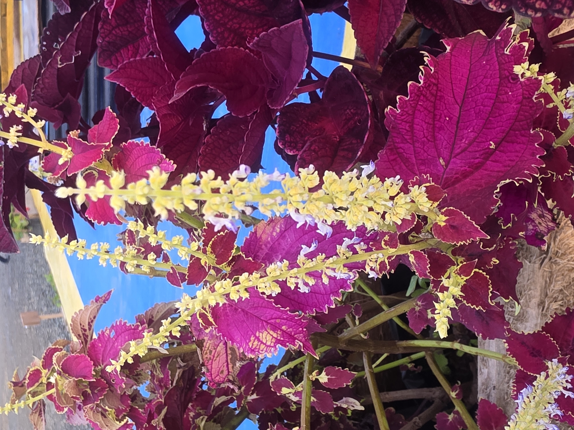 The image shows a close-up view of Coleus plants with vibrant magenta and burgundy leaves, edged with a thin yellow border. The plants have tall, slender spikes of small, pale yellow flowers with hints of purple. The background is blurred, but a bright blue surface and a yellow band suggest an outdoor setting, possibly a patio or garden area. The lighting is natural, casting soft shadows on the leaves. The scene is static, with no visible people or actions. The environment appears to be urban or suburban, given the hints of manufactured surfaces in the background.