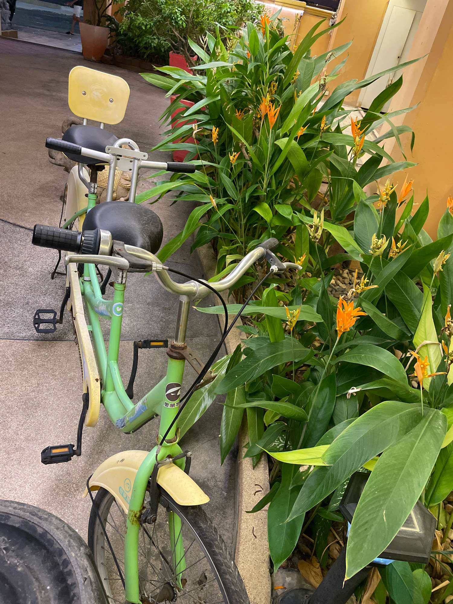 The image depicts a light green tandem bicycle parked outdoors, with lush green foliage featuring bright orange flowers to its right. The bicycle has two black seats and a yellow backrest for the rear rider. The handlebars and frame show some signs of wear and tear, including rust. The ground appears to be paved with concrete or a similar material. In the background, a portion of a building with a cream-colored wall is visible. The scene suggests a public outdoor space, possibly a pathway or garden area, in Pattaya City, Thailand. There are no people visible in the immediate foreground or interacting with the bicycle.
