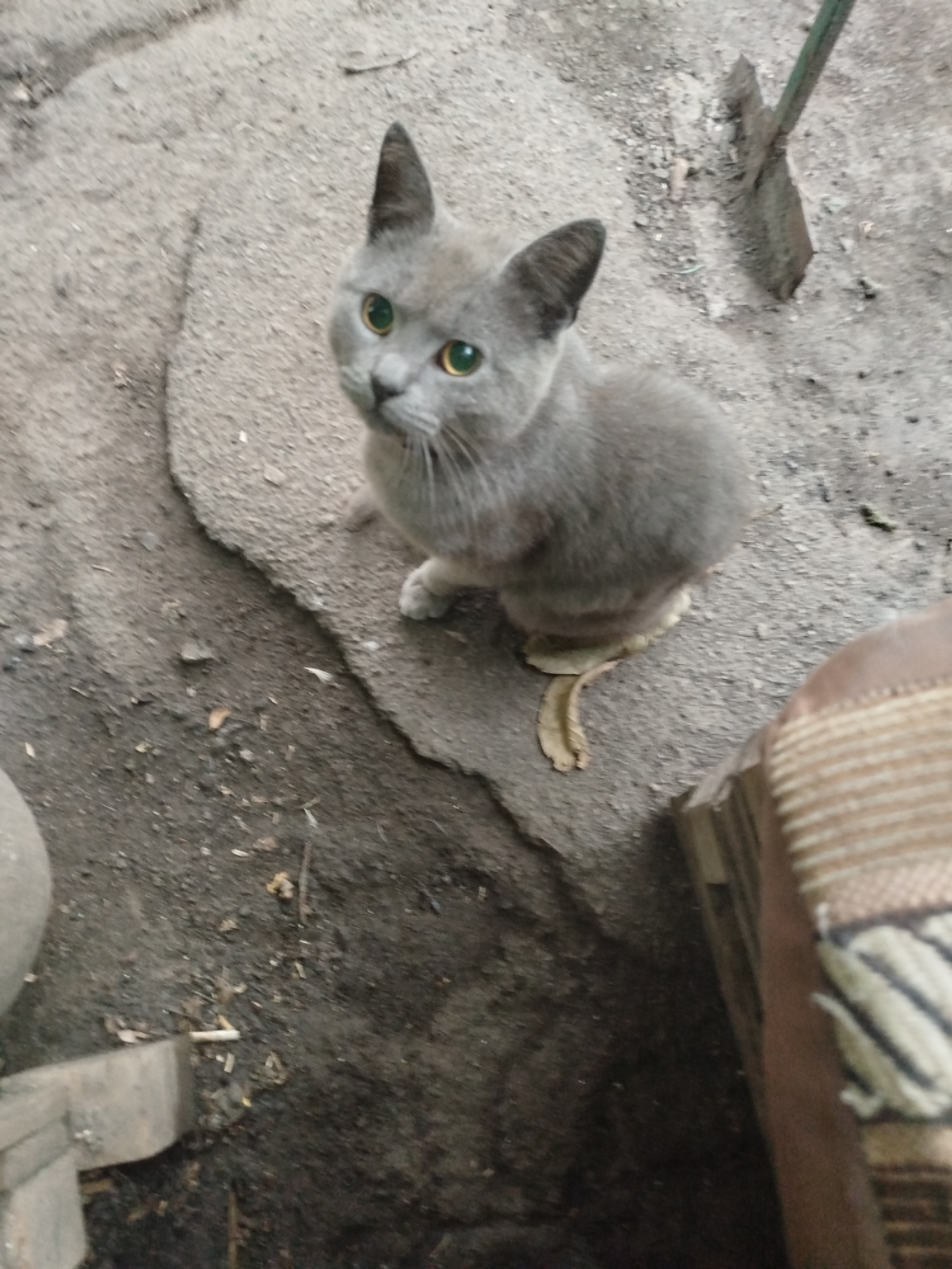 A medium shot captures a young, grey cat with bright green eyes looking directly at the camera. The cat is positioned on a rough, grey surface that appears to be dirt or concrete. Its fur is short and appears well-groomed. Behind the cat, a broom with a green handle lies on the ground. To the right of the cat, a portion of a brown object with a striped pattern is visible, possibly furniture or upholstery. The background is a mixture of dirt and what looks like a cracked pavement. The scene is outdoors and appears to be in a somewhat neglected or rural setting. The lighting is natural, suggesting daytime. No people are visible in the image.