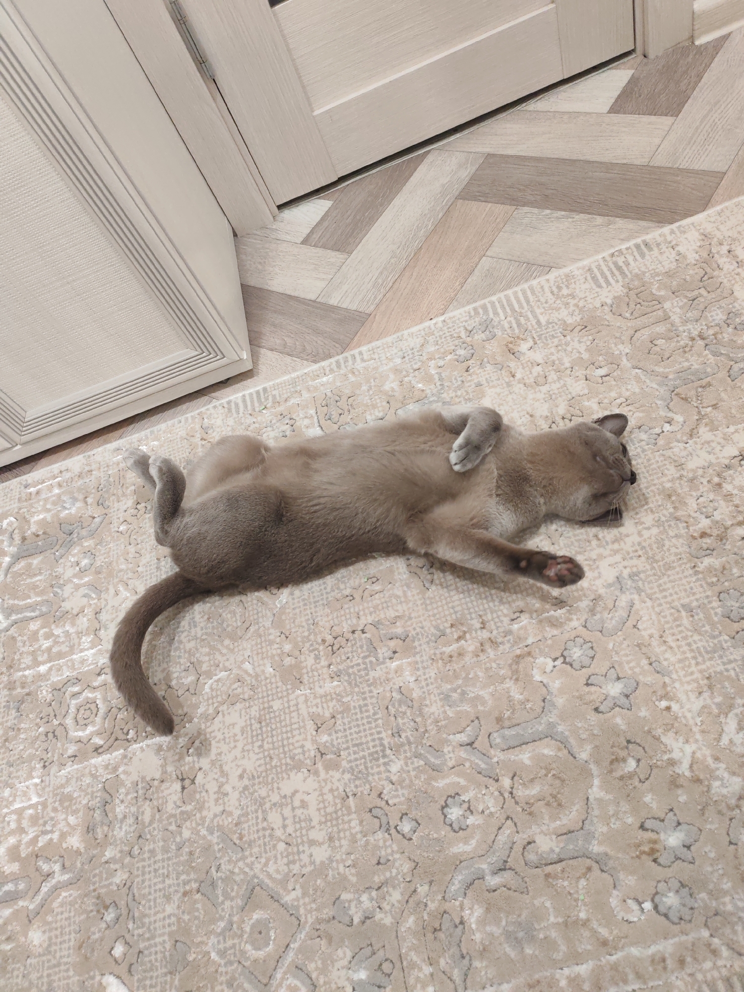 A light brown cat is lying on its back on a patterned rug in a room. The cat is curled up with its paws in the air. The rug is a light beige color with a darker beige and gray pattern. In the background, there is a light-colored door and a wooden floor laid in a herringbone pattern. The scene appears to be indoors in a residential setting. There is no indication of the cat's location in the city of Тешевичи, Russia.