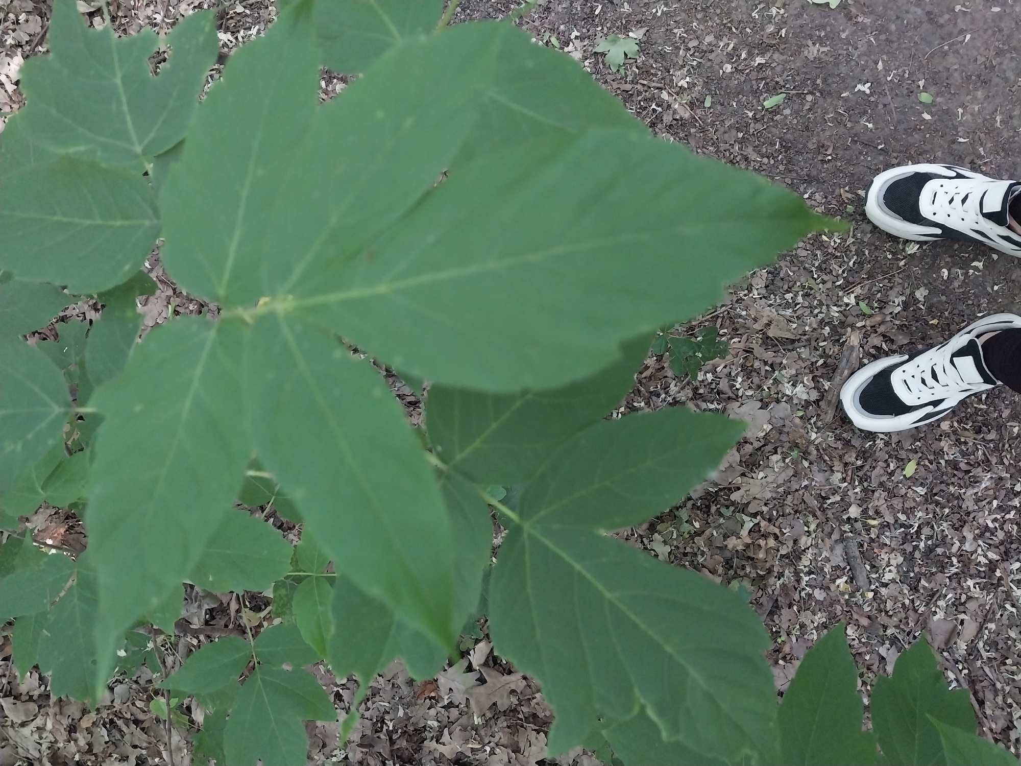 An eye-level, medium shot captures a person's feet wearing black and white sneakers standing on a ground covered with dry leaves and some vegetation. In the foreground and mid-ground, large, green leaves of a plant dominate the frame, obscuring much of the background. The leaves appear to be from a tree with palmately lobed leaves, possibly a maple or a similar species. The ground beneath the leaves is a mix of dirt and decaying organic matter. The overall scene suggests an outdoor environment, likely a park or a wooded area within the city of Dnipro, Ukraine, given the contextual information.