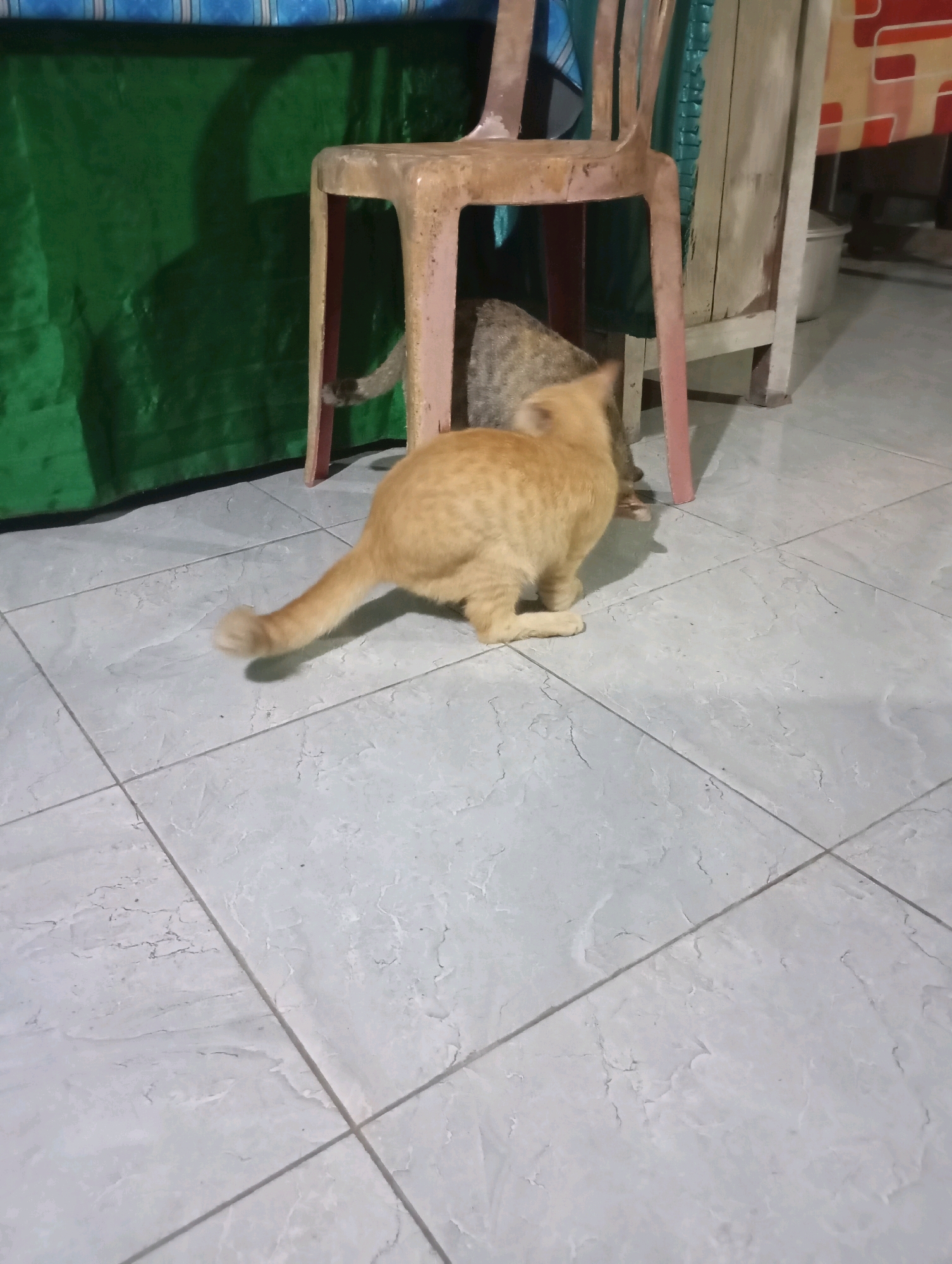 An orange cat is in the foreground, facing right, with its tail up and bent. Behind it, partially obscured by a chair, a tabby cat is visible. The cats are on a tiled floor, with a green curtain and a wooden structure in the background. A plastic chair is positioned between the two cats. The scene appears to be indoors, possibly in a domestic setting in Ketepung, Indonesia.