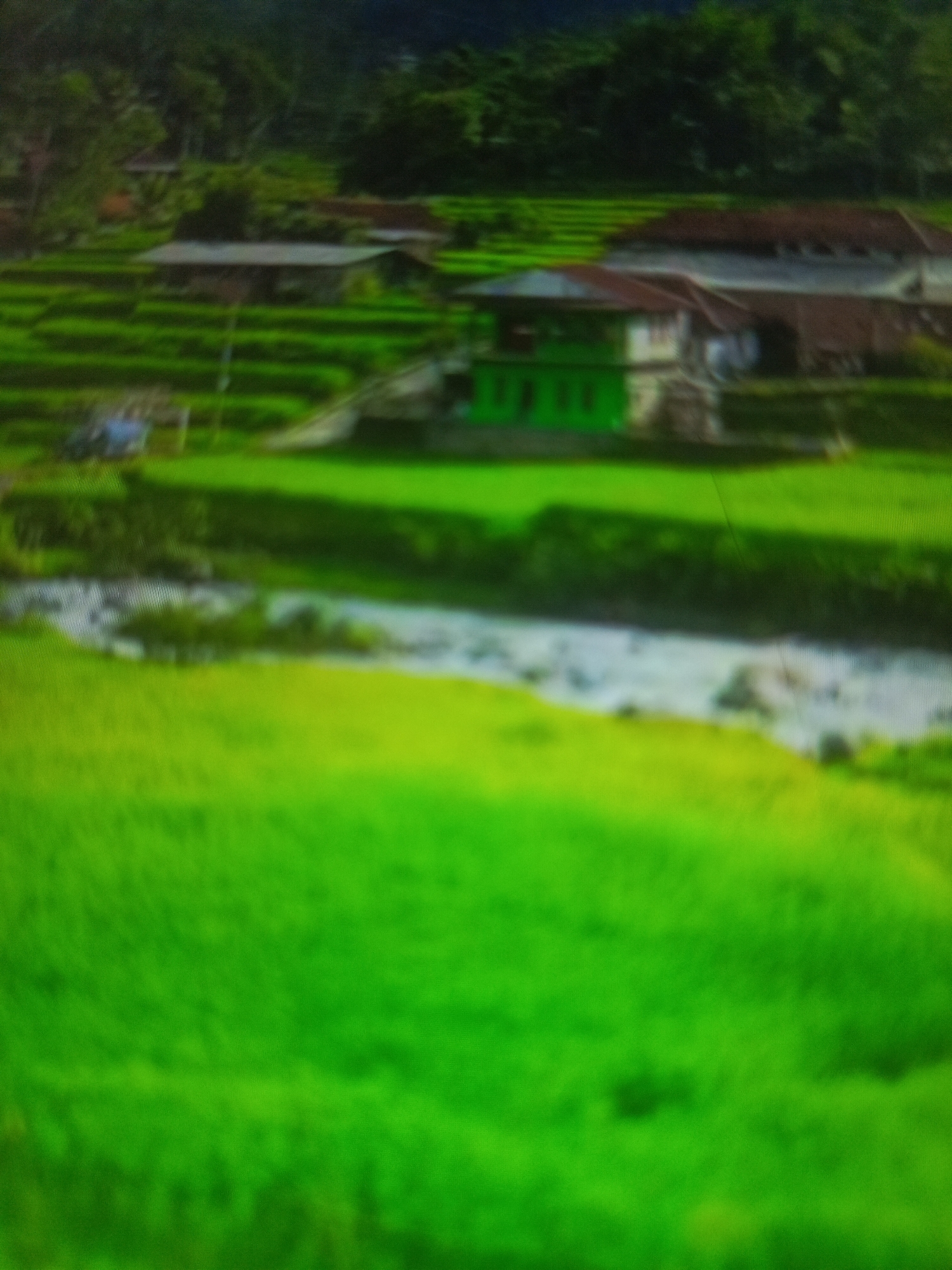 The image depicts a rural landscape with lush green rice paddies and a body of water. In the middle ground, there are several buildings, including a house with a green facade and a red tiled roof, and other structures with similar roofing. The buildings appear to be situated within or adjacent to the terraced rice fields. The background shows a dense cluster of trees, suggesting a forested area. The overall scene conveys a serene and agricultural environment. This location is identified as Merubung, Indonesia, a place known for its natural beauty and agricultural practices.