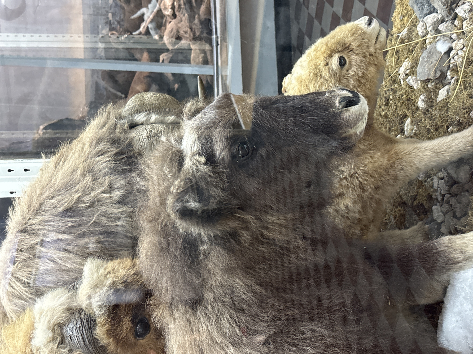 The image displays a diorama of taxidermied animals, likely in a museum setting, with a focus on a family of musk oxen. A large, adult musk ox is in the background, its shaggy, tan fur and impressive horns partially visible. In the foreground, a smaller, darker musk ox calf stands prominently, its head turned to the right. Beside it, a lighter-colored, younger calf is visible, its head also turned to the right, exhibiting a gentle expression. The animals are situated on a textured ground covered with dry grass and small stones, with a patch of white snow visible in the lower left corner. In the background, through a glass enclosure, other taxidermied specimens and exhibit elements are discernible, including what appears to be a checkered floor pattern and shelves with more animal remains. The scene is illuminated by artificial light, creating reflections on the glass. The overall impression is of a museum exhibit designed to showcase these arctic mammals. The setting is the Zoological Museum of the Russian Academy of Sciences in Saint Petersburg, Russia, known for its extensive collection of natural history exhibits.