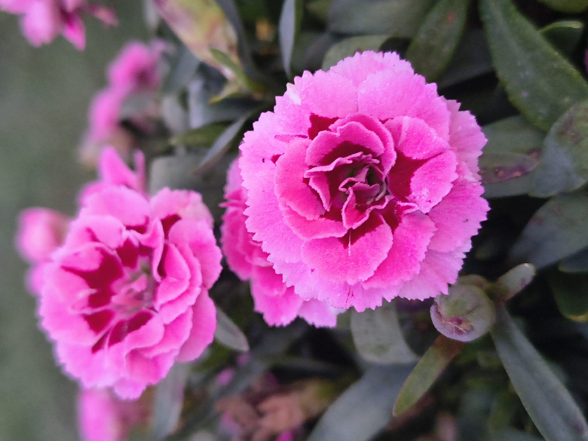 The image displays a close-up view of vibrant pink carnation flowers in bloom. Two prominent flowers are in focus in the foreground, with their ruffled petals and darker pink centers clearly visible. The background consists of a soft blur of more pink flowers and dark green foliage, suggesting a garden setting. A small, unopened bud is also visible in the lower left portion of the frame, partially obscured by leaves. The lighting appears soft and natural, with a slight dewiness on the petals. The image was taken in Tczew, Poland, specifically in the vicinity of the historic Tczew Bridge.