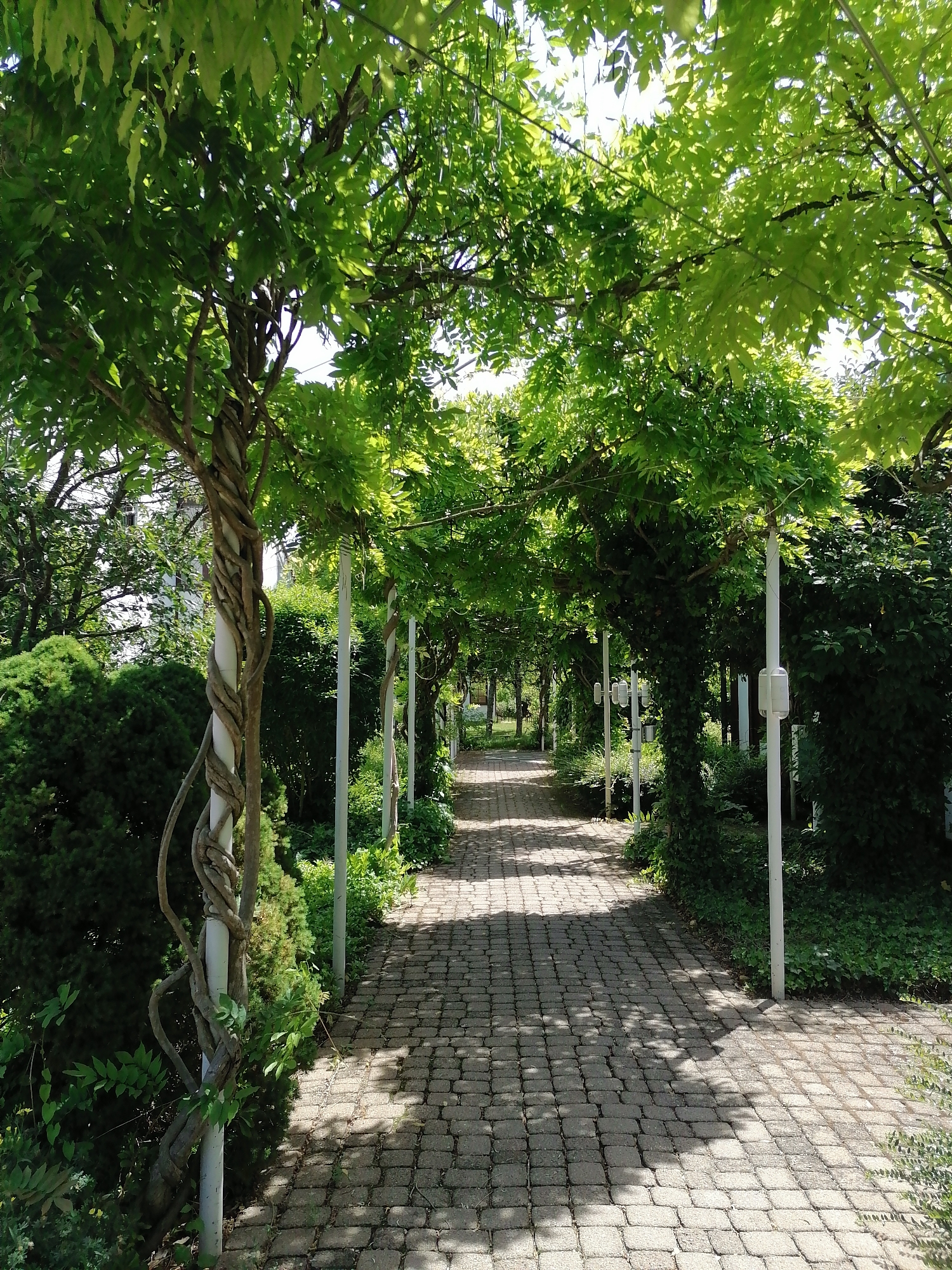 The image depicts a paved pathway lined with lush green trees and bushes, creating a shaded tunnel-like effect. The pathway, made of square-shaped gray pavers, recedes into the distance. White posts, possibly lampposts or supports for the overhead foliage, are visible along the right side of the path. The trees have thick trunks and branches, with one visible trunk on the left tightly entwined with vines or smaller branches. The environment appears to be an outdoor park or garden area. The scene is well-lit with sunlight filtering through the leaves, casting dappled shadows on the path. There are no people or animals visible in the image. The general impression is one of a serene and natural setting within a city.