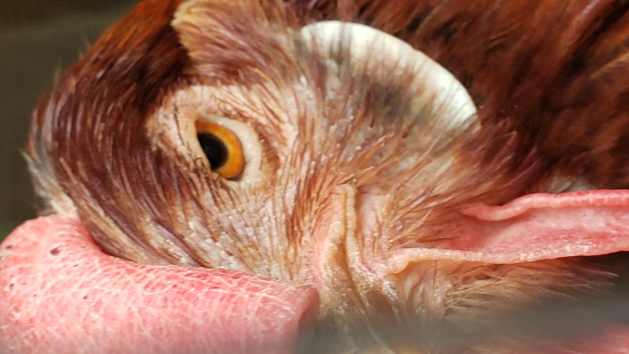 This is a close-up, low-angle, eye-level shot of a chicken's face, taken outdoors in a natural light environment. The chicken's head is positioned on the left side of the frame, with its beak and wattle prominently featured. The wattle is a bright pink, fleshy appendage that hangs below the chicken's beak, showing a textured, scaly surface. The chicken's eye is visible, a striking amber-orange iris surrounding a dark pupil, with the eyelid appearing scaly and pale. The chicken's brown and reddish feathers are textured and detailed, particularly around the eye and ear. The background is blurred and dark, suggesting a natural setting or a dark, out-of-focus backdrop. No specific location in Prešov, Slovakia, is identifiable from the image.