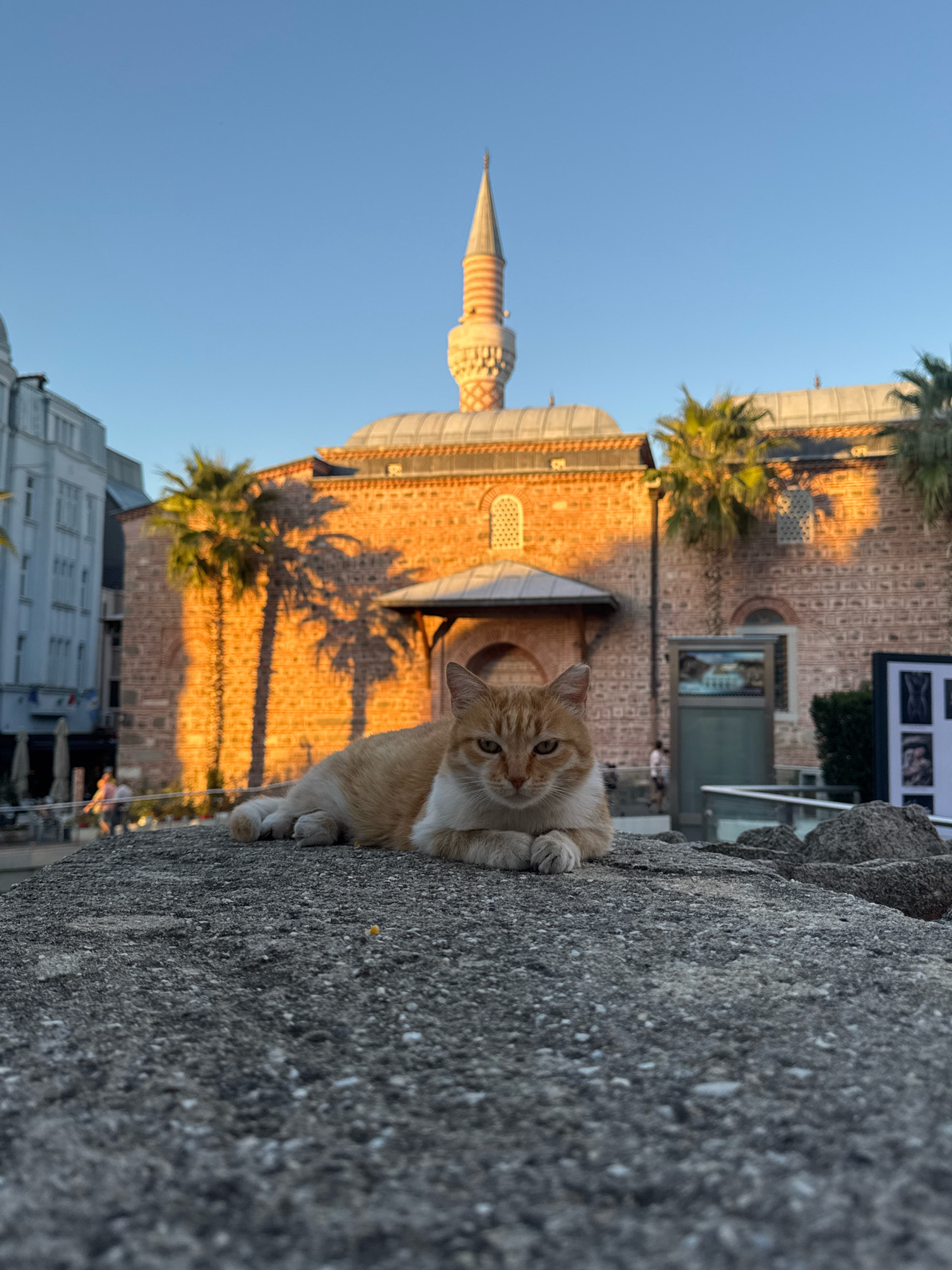 A ginger and white cat is lying on a rough, grey stone surface in the foreground, facing the camera with its paws tucked beneath it. The cat is in focus, with the background slightly blurred. Behind the cat, a building constructed of reddish-brown brick is visible, with a domed roof and a tall, slender minaret. Palm trees are casting shadows on the brick wall, suggesting a warm climate. The sky is a clear, bright blue, indicating daytime. To the left of the brick building, a modern white building with multiple windows can be seen. The overall scene appears to be an outdoor public space in a city, possibly a square or plaza. The Dzumaya Mosque in Plovdiv, Bulgaria, is a likely location for this scene, given the architectural style of the mosque, the presence of palm trees, and the urban setting.