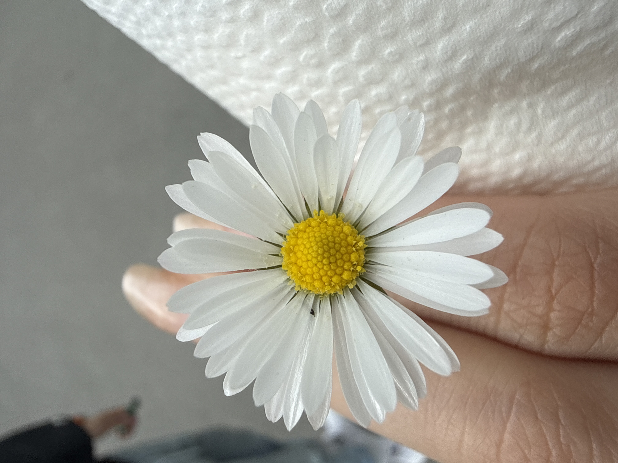 A close-up shot of a single daisy flower with white petals and a yellow center held in someone's hand. The background includes a white surface, possibly a roll of paper towels, and a blurred gray area. No specific details indicate it's in Varna, Bulgaria.