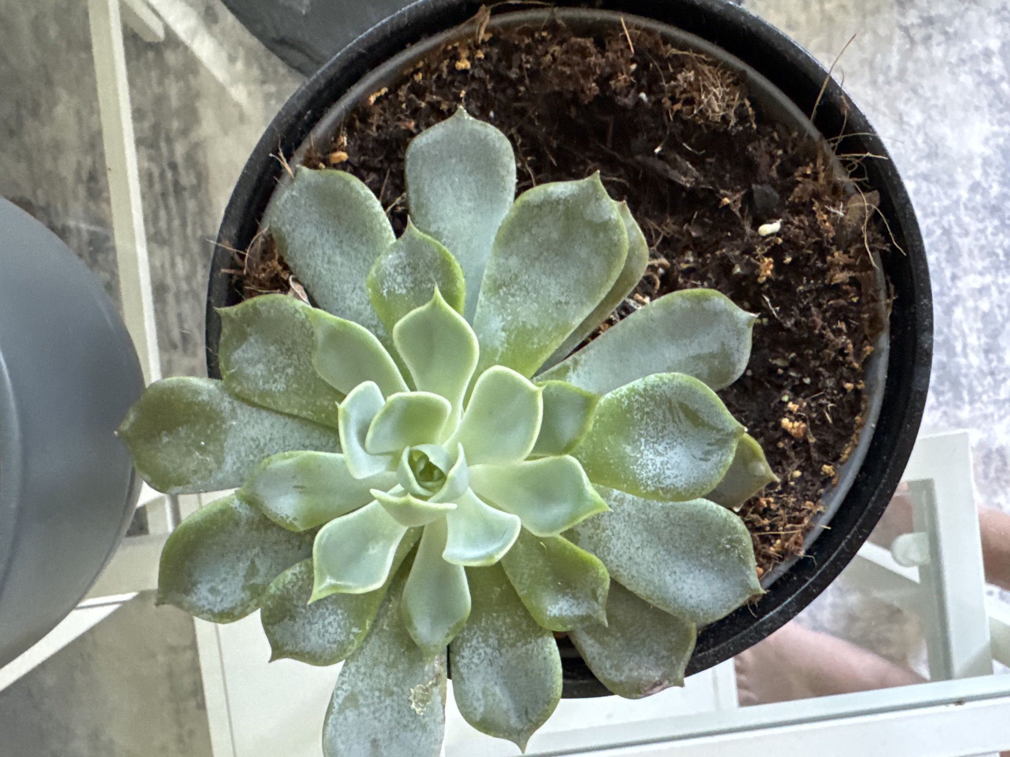 A close-up, top-down view of a light green succulent plant in a black plastic pot. The plant's leaves are thick and fleshy, forming a rosette pattern. Some of the leaves have a powdery, chalky residue on their surface. The soil in the pot is dark brown and appears dry, with some small pieces of organic matter visible. The pot is sitting on a white surface, possibly a shelf, with a hint of a grey object in the upper portion of the image. In the lower left quadrant, a person's bare foot and lower leg are visible, suggesting the pot is within reach of someone. The background is a soft-focus blend of greys and whites, indicating an indoor setting. There is no discernible indication of the location being in Höhenkirchen-Siegertsbrunn, Germany.