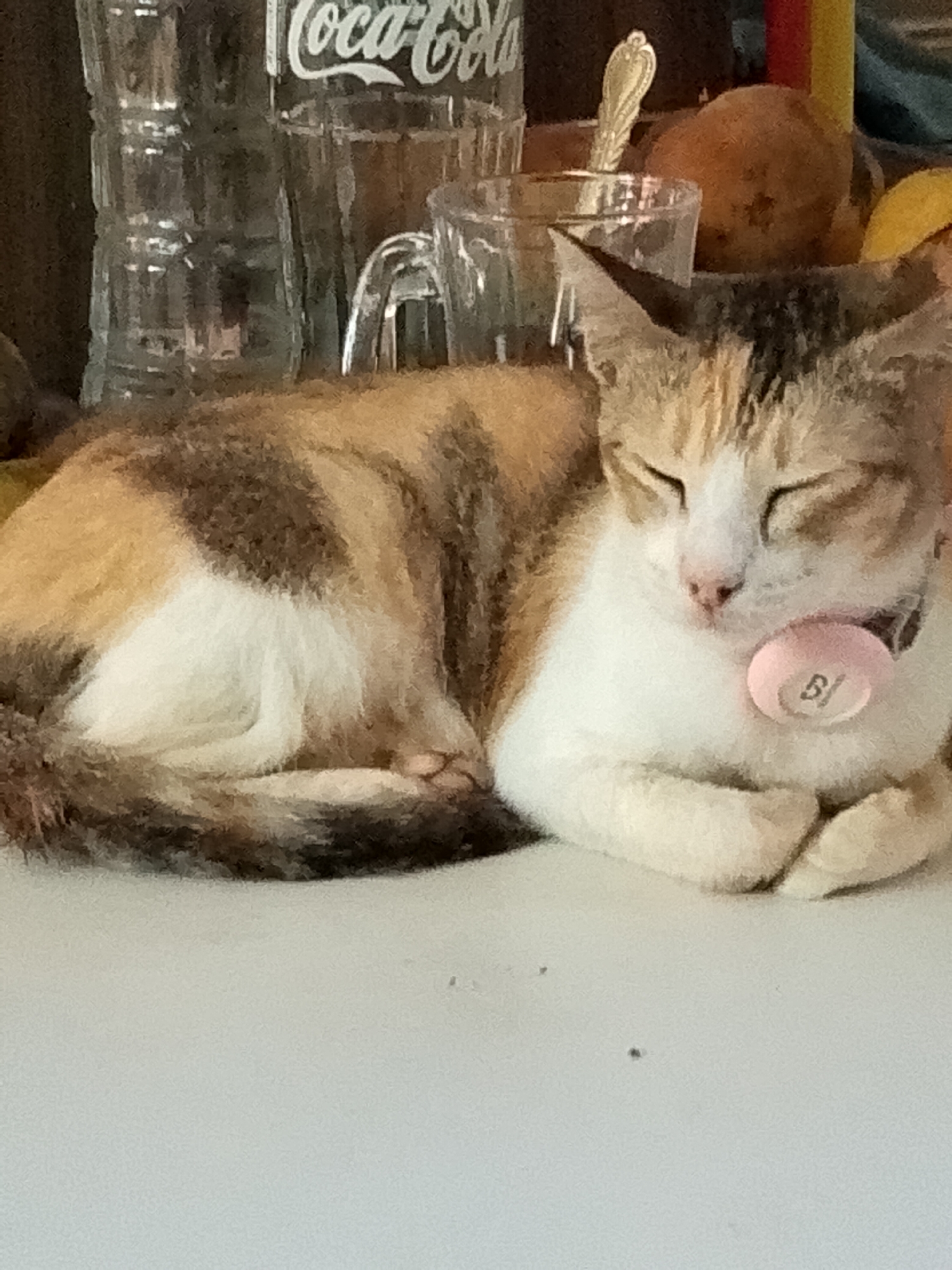 A calico cat, primarily white with patches of orange/tan and dark brown/black fur, is resting peacefully on a light-colored flat surface, likely a table or countertop. Its eyes are closed, and its front paws are tucked beneath its chest. The cat wears a light pink collar with a round, matching pink tag, which faintly shows the text "B/".
In the background, several objects are visible. A Coca-Cola glass bottle stands prominently on the left, displaying its iconic white logo. To its left, another ribbed glass bottle is partially visible. Behind the cat's head, a clear glass mug with a handle can be seen. Further back, out of focus, are organic items, possibly fruits, including a rounded, light brown/orange object. A small, golden-colored spoon is stuck into one of these background items, suggesting a container or bowl. A narrow strip of yellow and red, possibly a candle or part of another object, is visible on the far right. The setting appears to be indoors, possibly a kitchen or dining area in Davao City, Philippines. The subdued lighting suggests a calm, quiet moment, and the cat's relaxed posture conveys a sense of comfort and sleep.