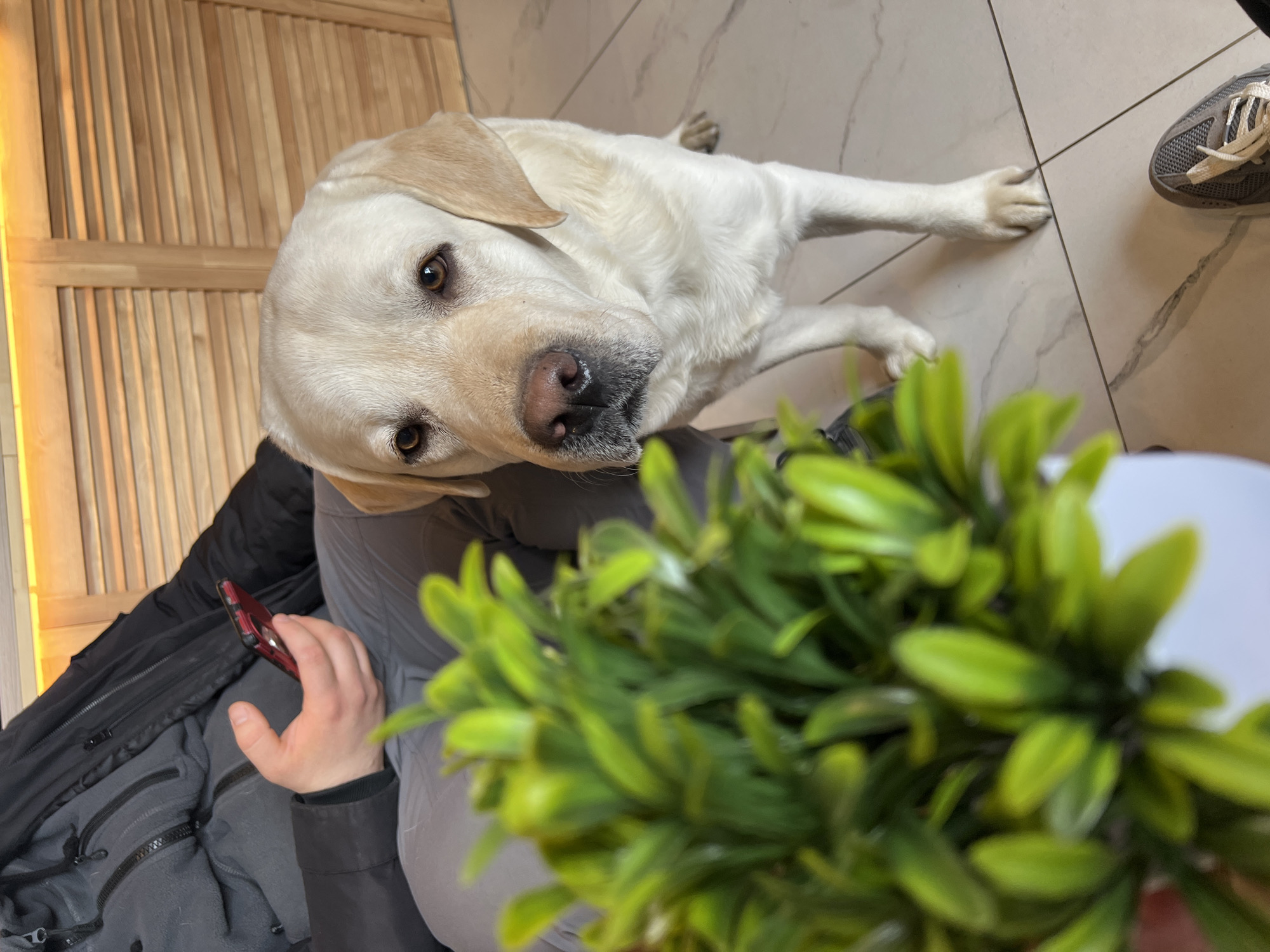 An eye-level shot captures a light-colored Labrador Retriever looking directly at the camera, its head tilted slightly. The dog, likely a cream or light yellow Labrador, has expressive brown eyes and a dark nose with a subtle light marking. It is positioned indoors on a light-colored, possibly white or light grey, tiled floor with dark grout lines, and its front paws are extended.
In the foreground, a blurry cluster of vibrant green leaves from a potted plant partially obscures the lower right portion of the image. To the left, a person is visible, wearing a dark jacket or coat over grey clothing. Their left hand holds a red-cased smartphone, resting on their leg. A grey sneaker with white laces is visible on the tiled floor to the right of the dog's paw.
The background features a light wooden slatted panel or wall structure to the left, adding a warm, textured element. The overall setting appears to be an indoor space, possibly a home or public establishment in Mytishchi, Russia. The dog's gaze suggests curiosity or attentiveness towards the viewer or the person holding the phone. The lighting indicates a daytime indoor scene. There is no visible text in the image.
