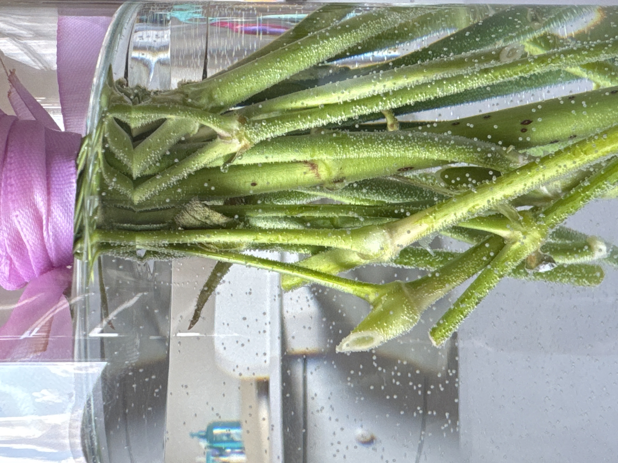 The image shows a close-up of green flower stems submerged in water within a clear glass vase. The stems are covered in small white bubbles and some have brown spots. A pink ribbon is visible near the top of the vase. The background is blurred and appears to be an indoor setting with hints of light and indistinct objects. There is no discernible location in Bratislava, Slovakia.