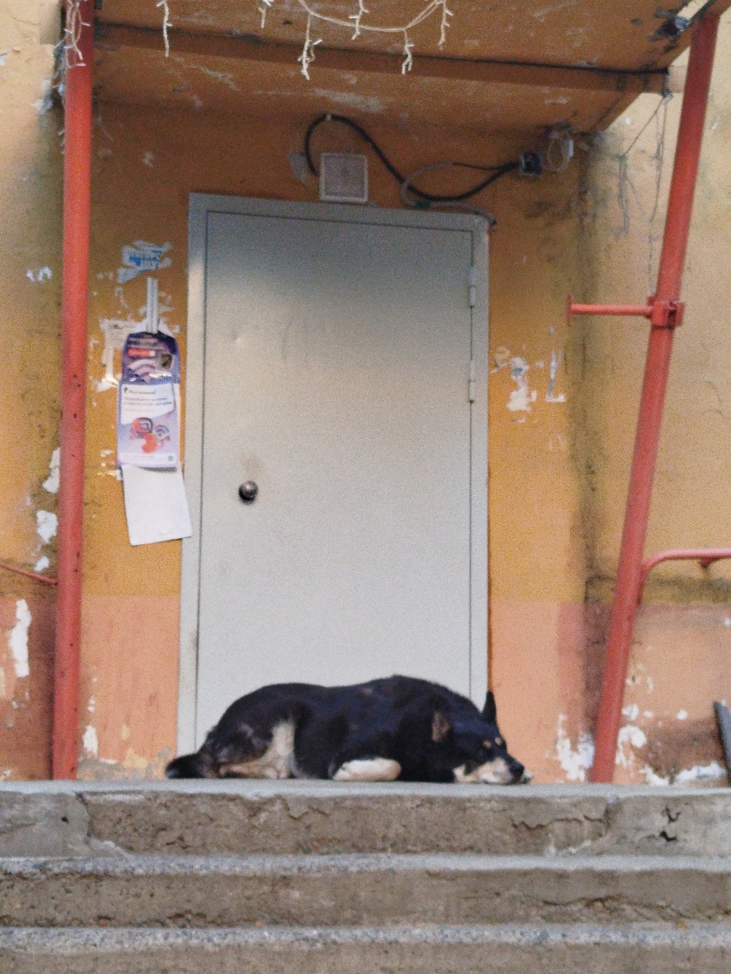 A medium-sized, dark-colored dog with tan markings lies sleeping on concrete steps outside a building. The dog is positioned with its head down, resting on its paws, in the foreground of the image. Behind the dog, a pale gray door is visible, set within a wall painted in shades of orange and light brown. The wall shows signs of wear and tear, with peeling paint and some discoloration. Two red metal poles, part of a structure likely supporting an awning or canopy, are prominent on either side of the door and frame the scene. Above the door, a string of small, white decorative lights is hung. A tag or sign, featuring some text and graphics, is attached to the wall to the left of the door. The overall environment appears to be an urban setting, possibly an entrance to a residential building or a utility area, consistent with the urban landscape of Mirny, Russia.