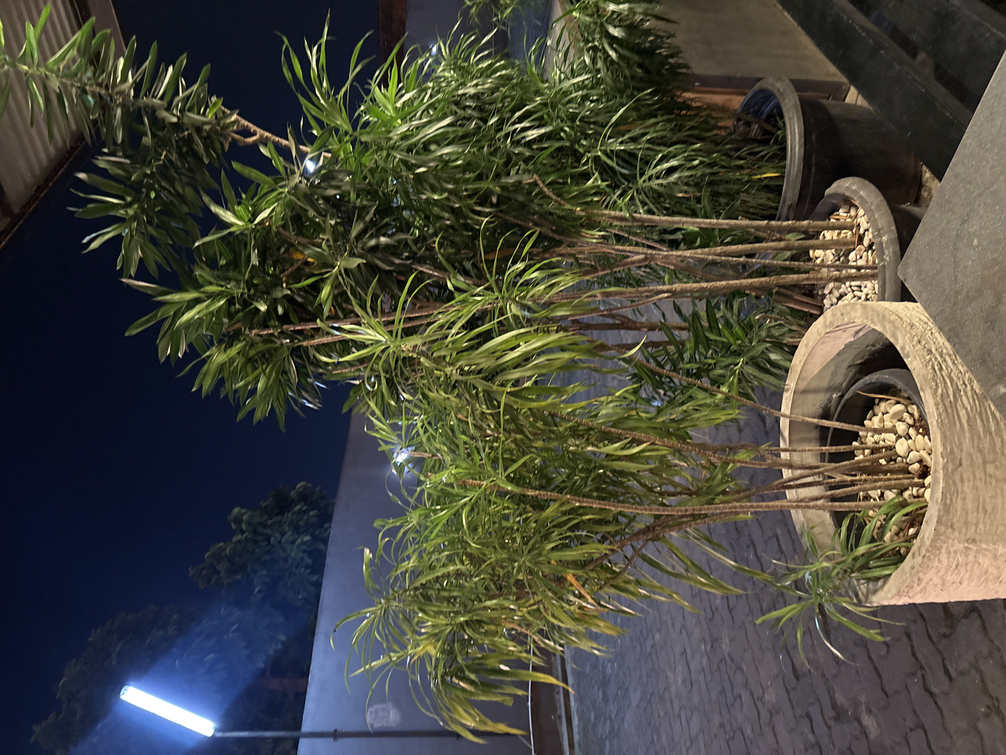 At night in Binong, Indonesia, a medium shot captures two potted plants with long, slender leaves set against a dark blue sky. The plant on the left is in a light gray, textured pot filled with small white stones. The plant on the right is in a large black pot. Both plants have thin, woody stems and a dense canopy of green foliage. To the left of the plants, a bright, rectangular lamp illuminates the scene, casting a blueish glow on the dark wall behind. The ground is paved with dark interlocking stones. In the background, a dark wall and trees are visible, adding to the nocturnal atmosphere.