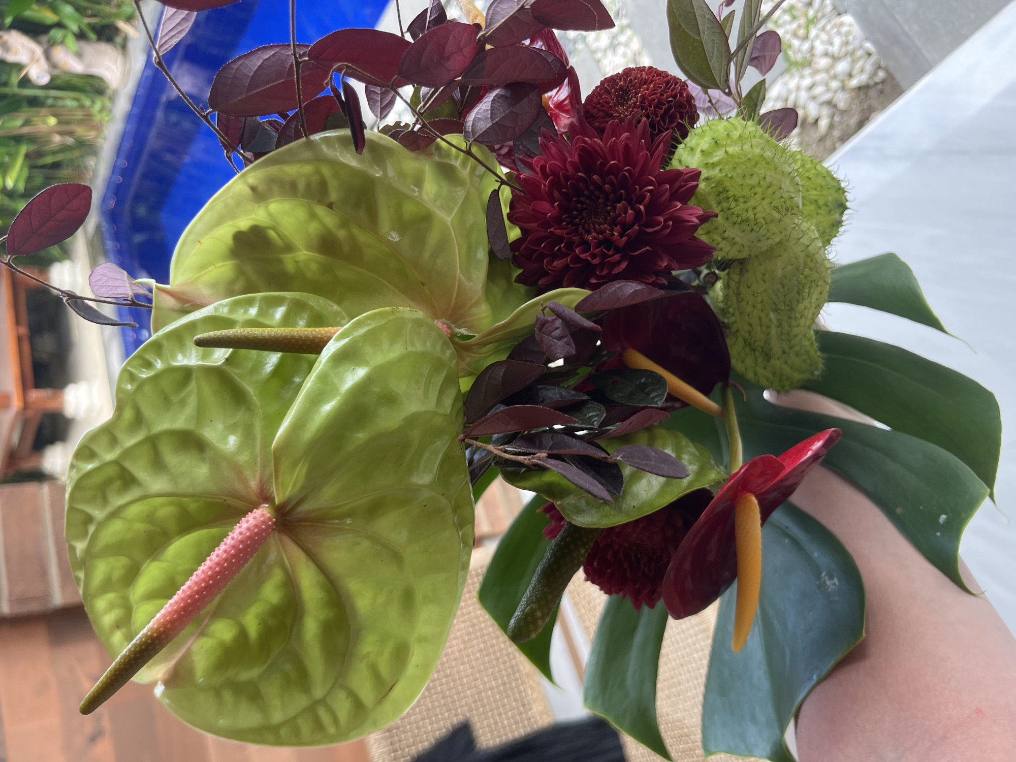 The image depicts a close-up of a vibrant floral arrangement. A large, green Anthurium flower with a pink-to-green spadix dominates the left side of the frame. To the right, there are smaller red Anthuriums with yellow spadices. Dark red chrysanthemums and several green spiky seed pods add texture to the bouquet. Burgundy-colored foliage with small, rounded leaves is dispersed throughout the arrangement, contributing depth and contrast. A Monstera leaf peeks from the right side of the image. The flowers are being held by a hand. The location is Mengwi, Indonesia, but there is no information regarding the precise city location.