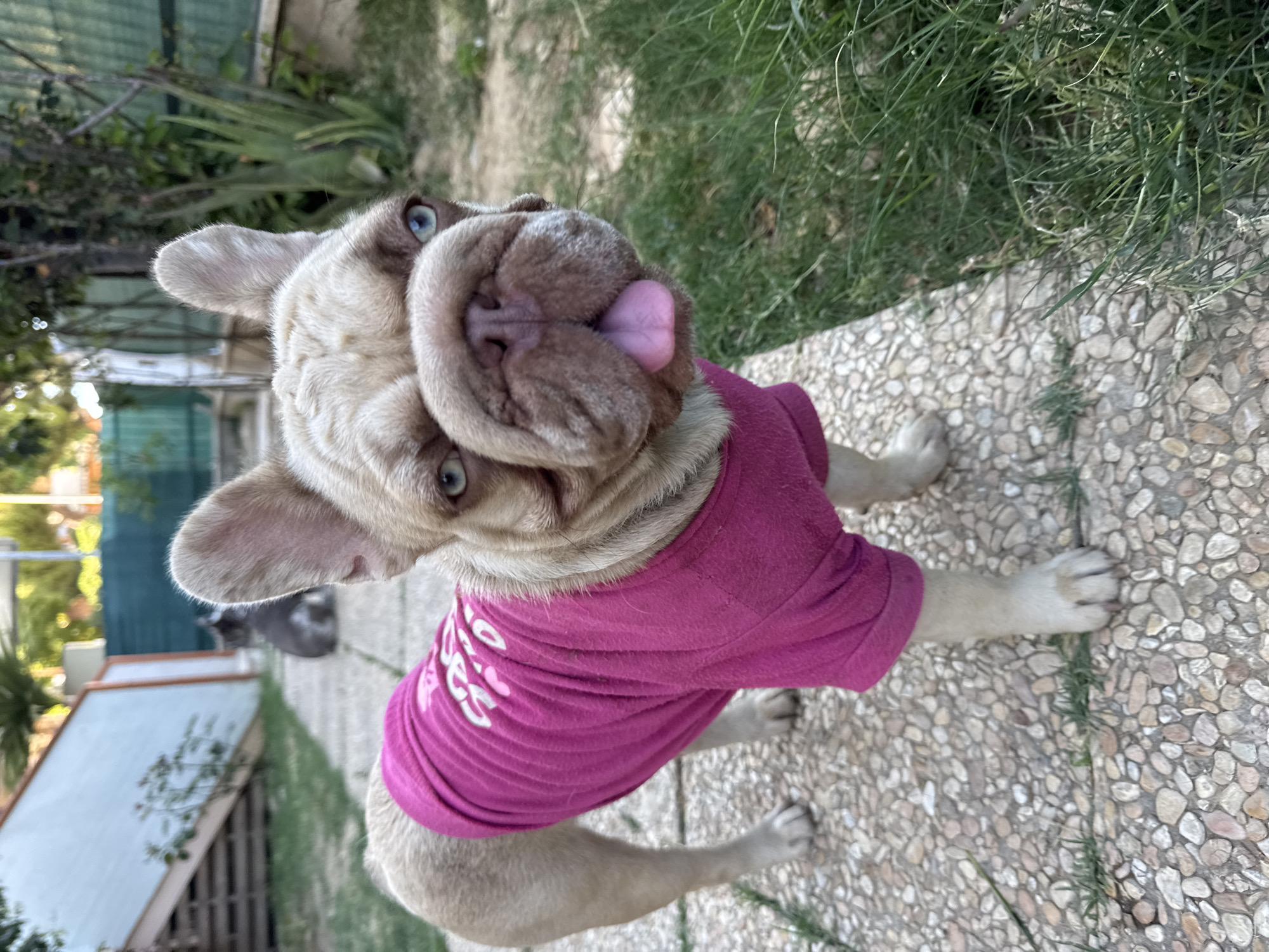 A French bulldog wearing a pink shirt stands on a pebbled path in a garden. The dog is light brown with blue eyes and its tongue is hanging out. In the background, there is green grass, trees, and a fence. The image appears to be taken outdoors, possibly in a residential area of San Benedetto del Tronto, Italy. Another dog, darker in color, is visible in the far background.
