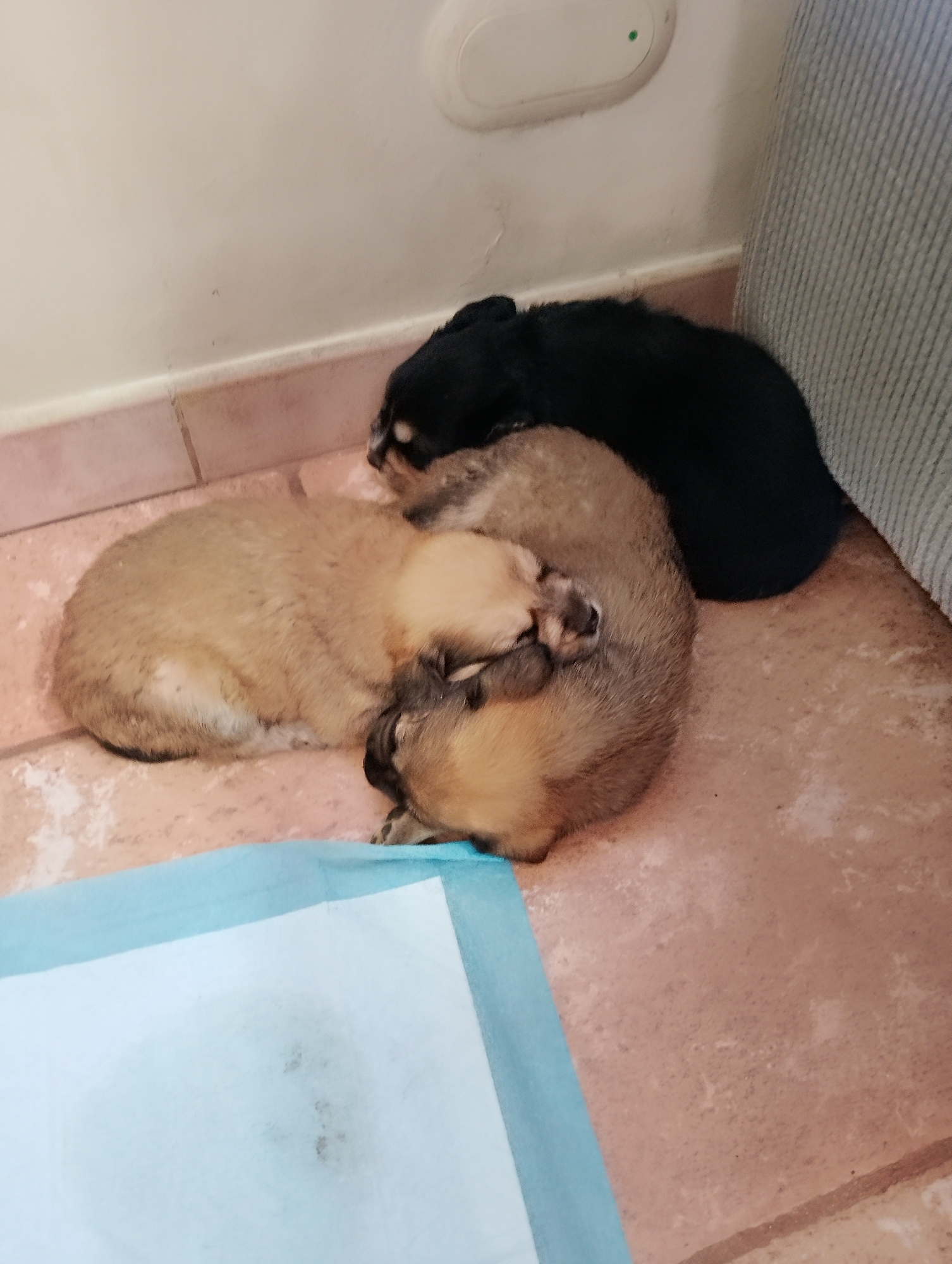 The image shows three puppies sleeping on a tiled floor next to a blue and white puppy pad. One puppy is black, while the other two are tan and brown. The scene appears to be indoors, possibly a home. The location is Caracas, Venezuela.
