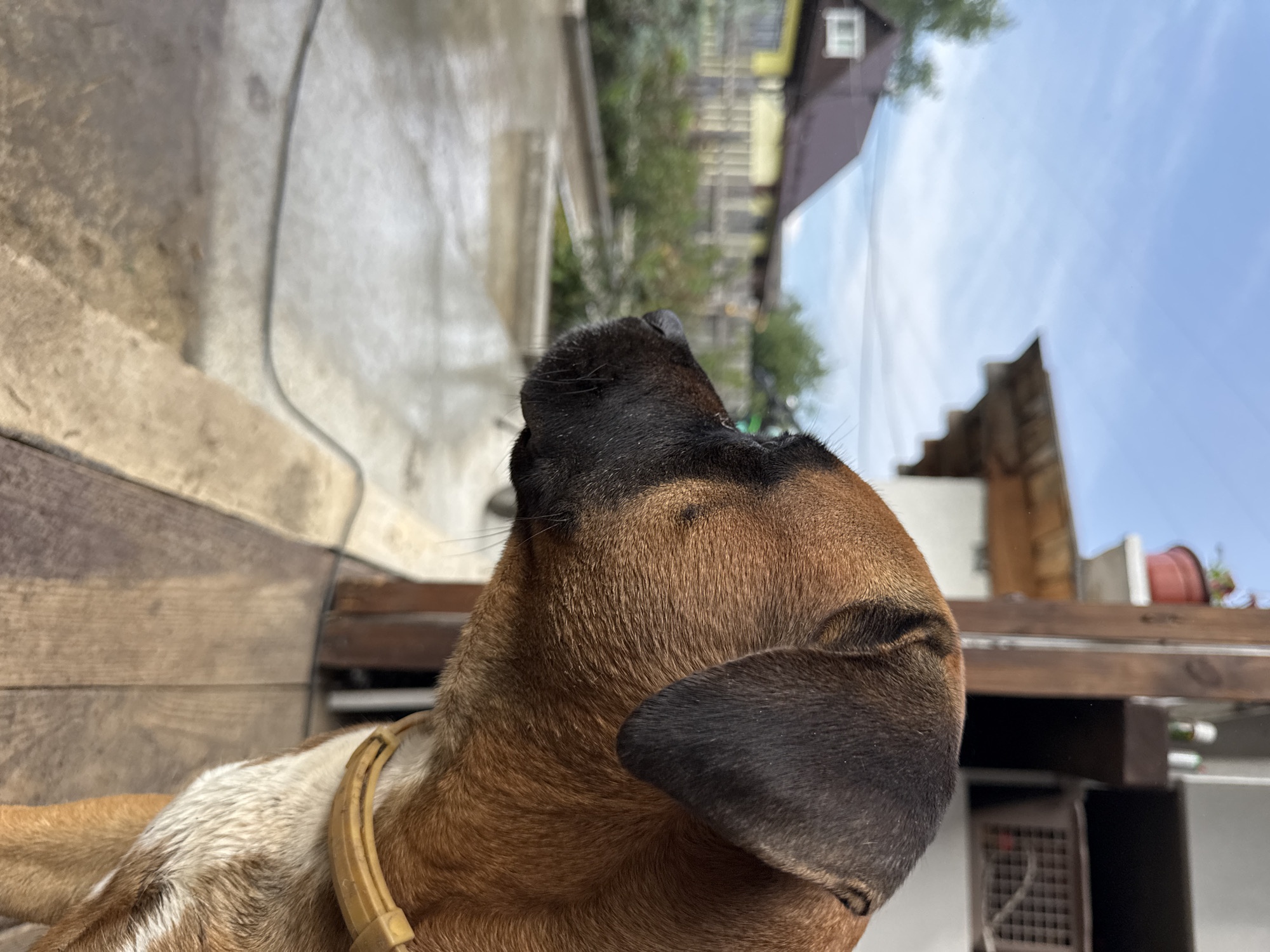 A medium shot of a brown dog with black markings on its face and ears is captured in profile, looking towards the left. The dog is wearing a light brown collar. It appears to be on a wooden deck or porch. In the background, out of focus, is a suburban or rural setting with a yellow house, a fence, green foliage, and a cloudy sky. The scene suggests a calm, everyday moment, possibly in a residential area on the outskirts of Chaikovsky, Russia, given the typical architecture and landscape often found in Russian dacha communities. The lighting indicates it is daytime, with diffused sunlight.