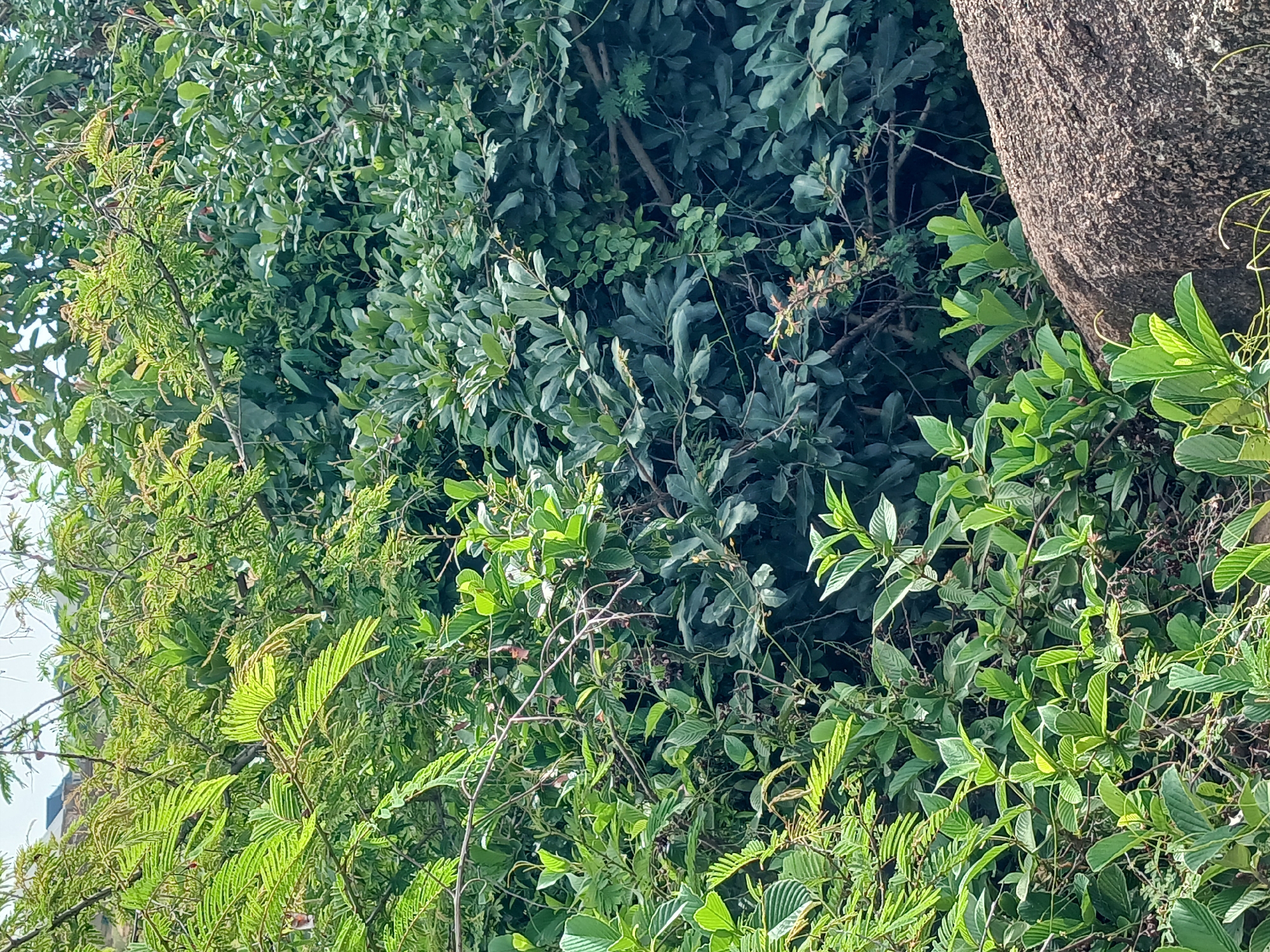 The image depicts a dense cluster of various green foliage, interspersed with branches and a large, textured, greyish-brown rock formation in the foreground. The vegetation includes broad leaves, feathery leaves, and smaller clusters of leaves, creating a layered and textured appearance. There are hints of reddish-brown elements within the greenery, possibly small flowers or seed pods. The environment suggests an outdoor setting, likely a natural landscape. No people are visible in the image. The presence of buildings in the background suggests proximity to a developed area.