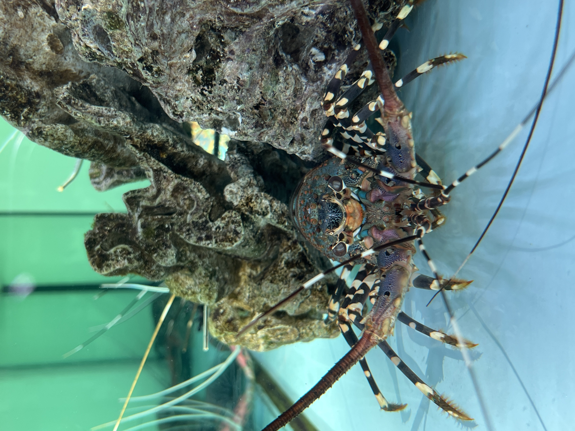 A close-up, eye-level shot shows a colorful painted spiny lobster in an aquarium. The lobster is facing forward, with its antennae extended. Its body is a mosaic of blues, greens, oranges, and blacks, with striking white bands on its legs. Behind the lobster, large, textured rocks provide a rocky environment. The aquarium water is a clear, light blue, and the background is a vibrant green. The lighting is bright, highlighting the lobster's intricate patterns and the textures of the rocks. The image appears to have been taken in the city of Kuta Selatan, Indonesia, likely at a seafood restaurant or market with live seafood displays.