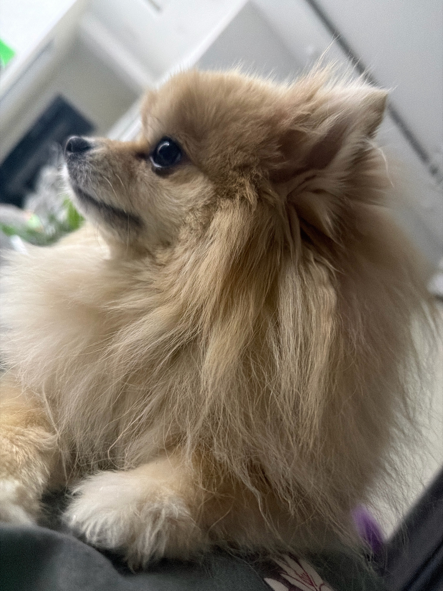 A fluffy, tan Pomeranian dog is shown in a close-up, profile view, looking upwards and to the left. The dog's fur is thick and light brown, with some white on its paws. The background is blurred and appears to be indoors, with hints of white furniture and possibly shelves. The image was taken at an upward angle, with shallow depth of field focusing on the dog's face and upper body. The location is not specified as Tbilisi, Georgia.