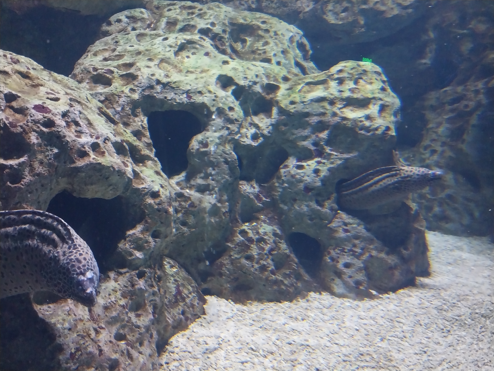 The image shows a Spotted Moray Eel in an aquarium environment. Two moray eels are visible among rocks. The background is a sandy substrate. A green sign that says "морай" is partially visible at the top right. It may be in the Sochi Discovery World Aquarium, Sochi, Russia.