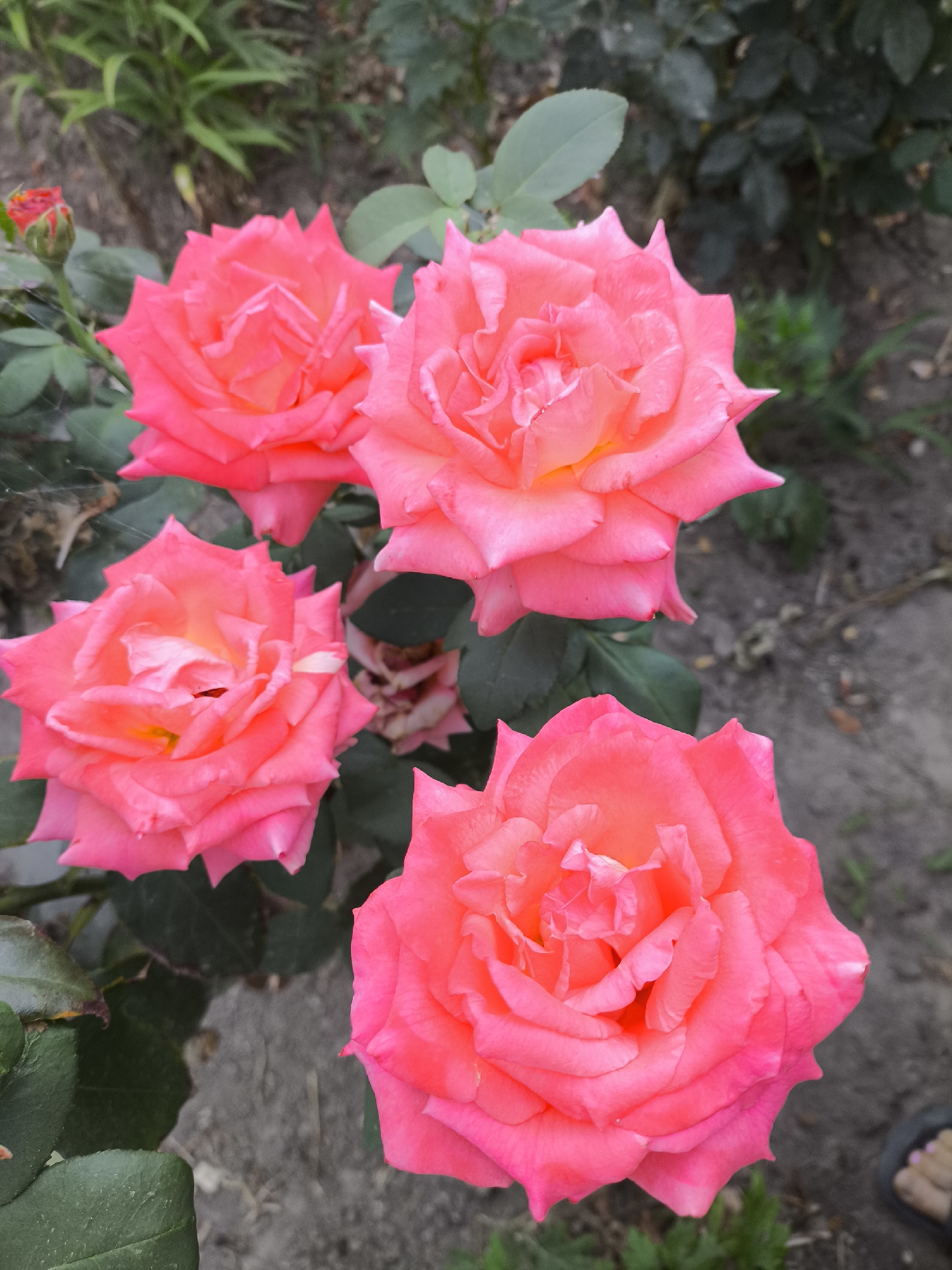 Four vibrant pink roses are in bloom, their petals unfurling to reveal lighter shades of yellow and orange at their centers. They are set against a backdrop of green foliage and the dull grey of soil. A single rosebud, a deep red, peeks out from the upper left of the frame. A sliver of a person's foot, wearing a black sandal with pink toenail polish, is visible in the bottom right corner. The scene appears to be an outdoor garden, likely in Yuzhno-Sukhokumsk, Russia, given the context.