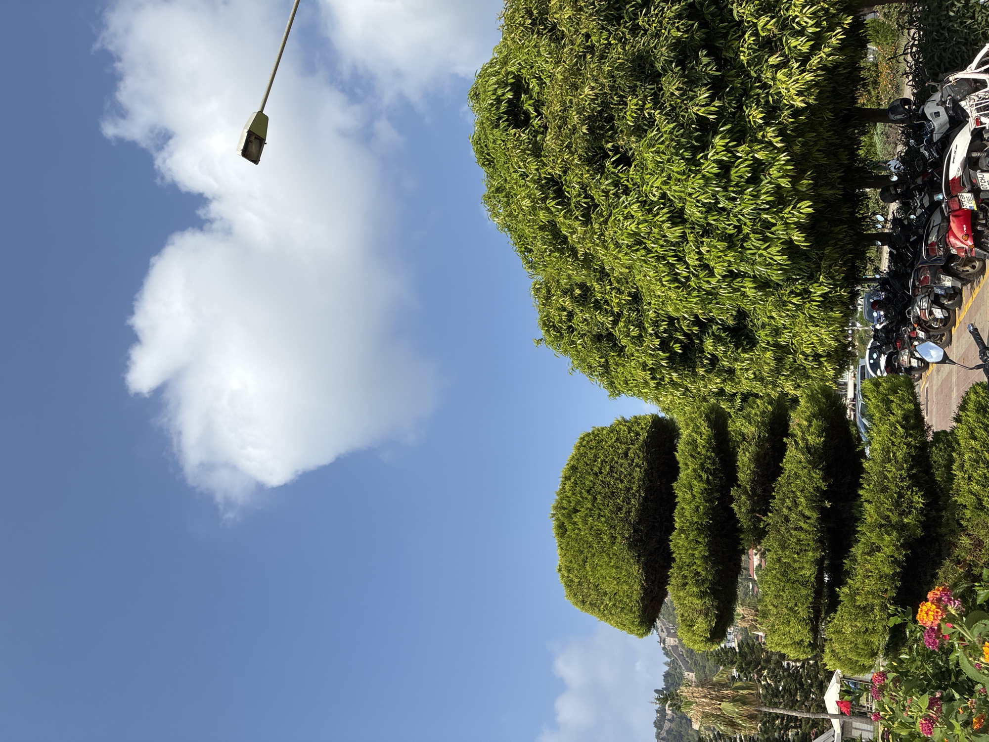 The image depicts a sunny day in Alanya, Turkey, with a clear blue sky dotted with fluffy white clouds. In the foreground, a meticulously sculpted evergreen tree with tiered branches stands tall. To its right, a large, lush green tree with dense foliage dominates the frame. Beneath the large tree, a row of parked motorcycles is visible. In the background, a palm tree and a fortress on a hill can be seen. The scene appears to be a public space, possibly a park or a street, given the presence of a lamppost and the parked vehicles.